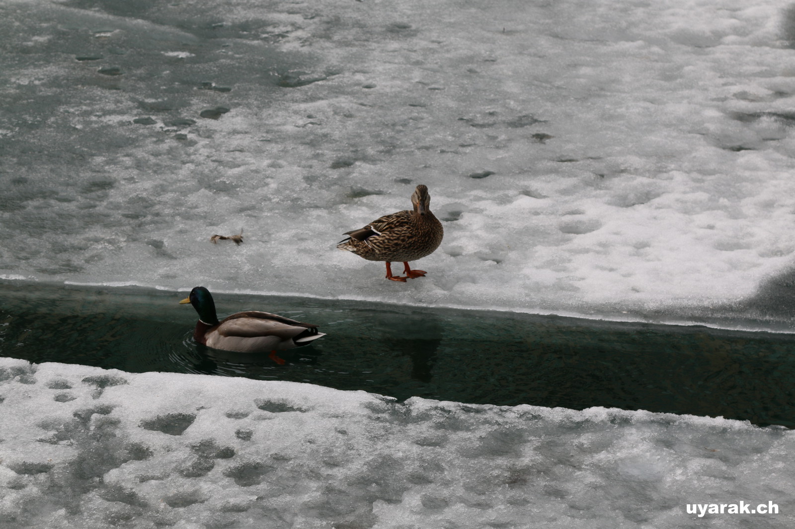 Gegenverkehr im "Duck Canal" 