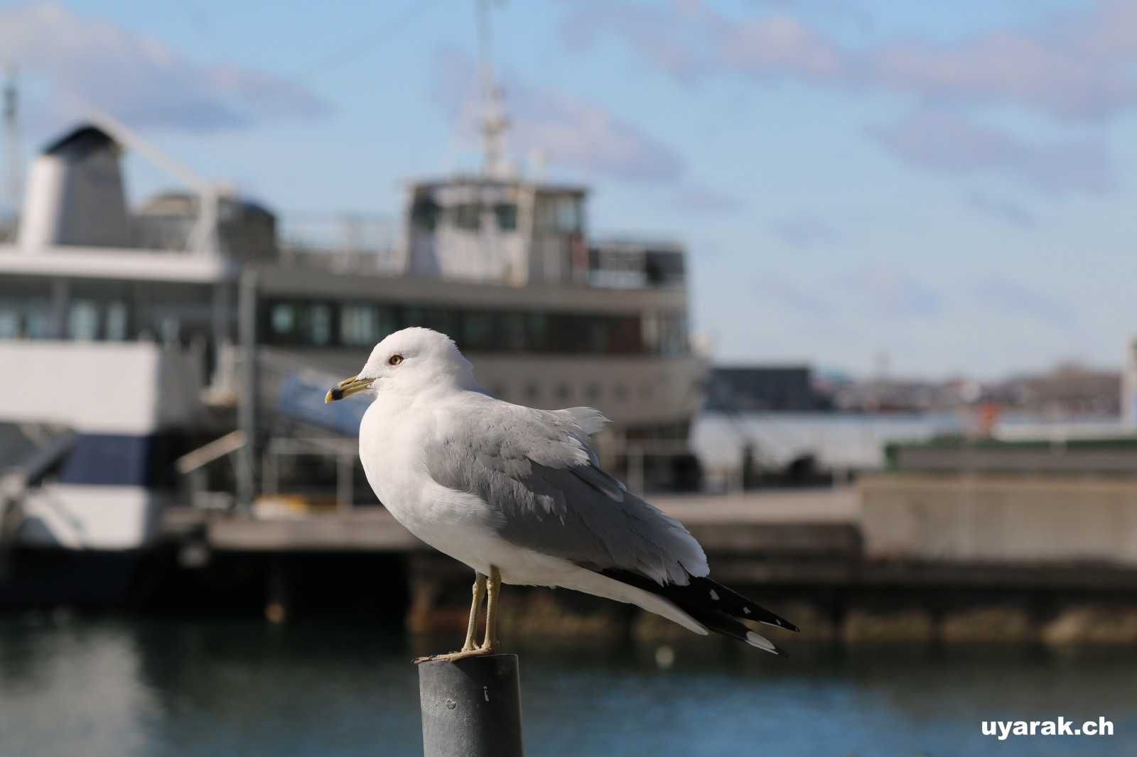 Am Lake Ontario 