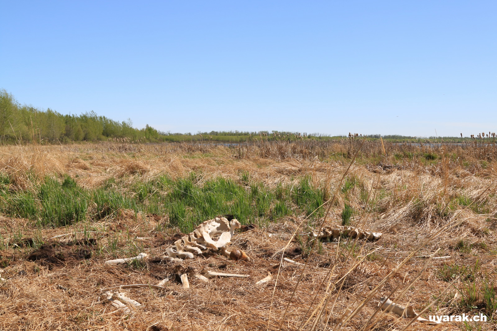 Oster Lake, Elk Island National Park, Alberta