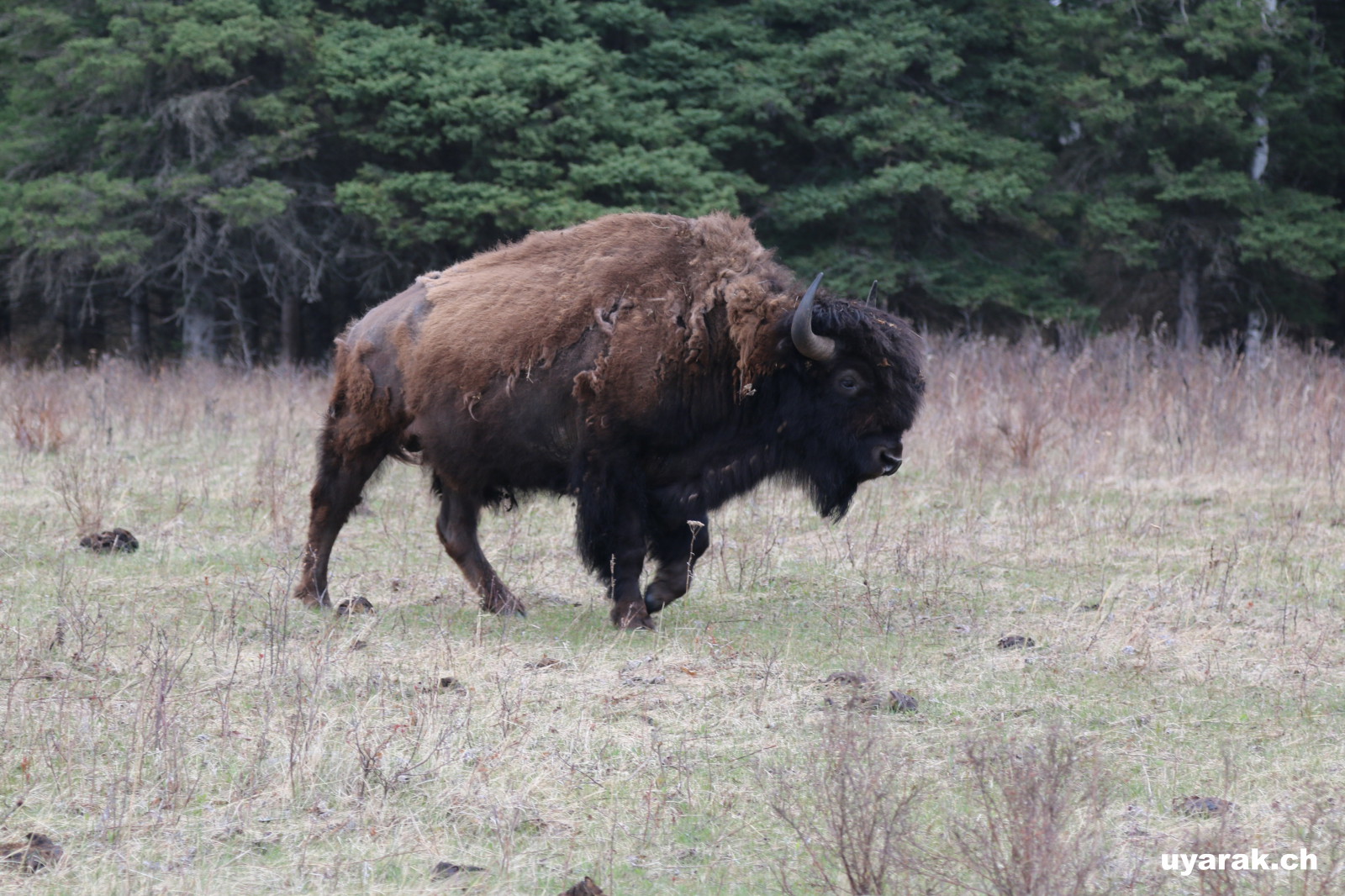 Bison, Riding Mountain NP, Manitoba
