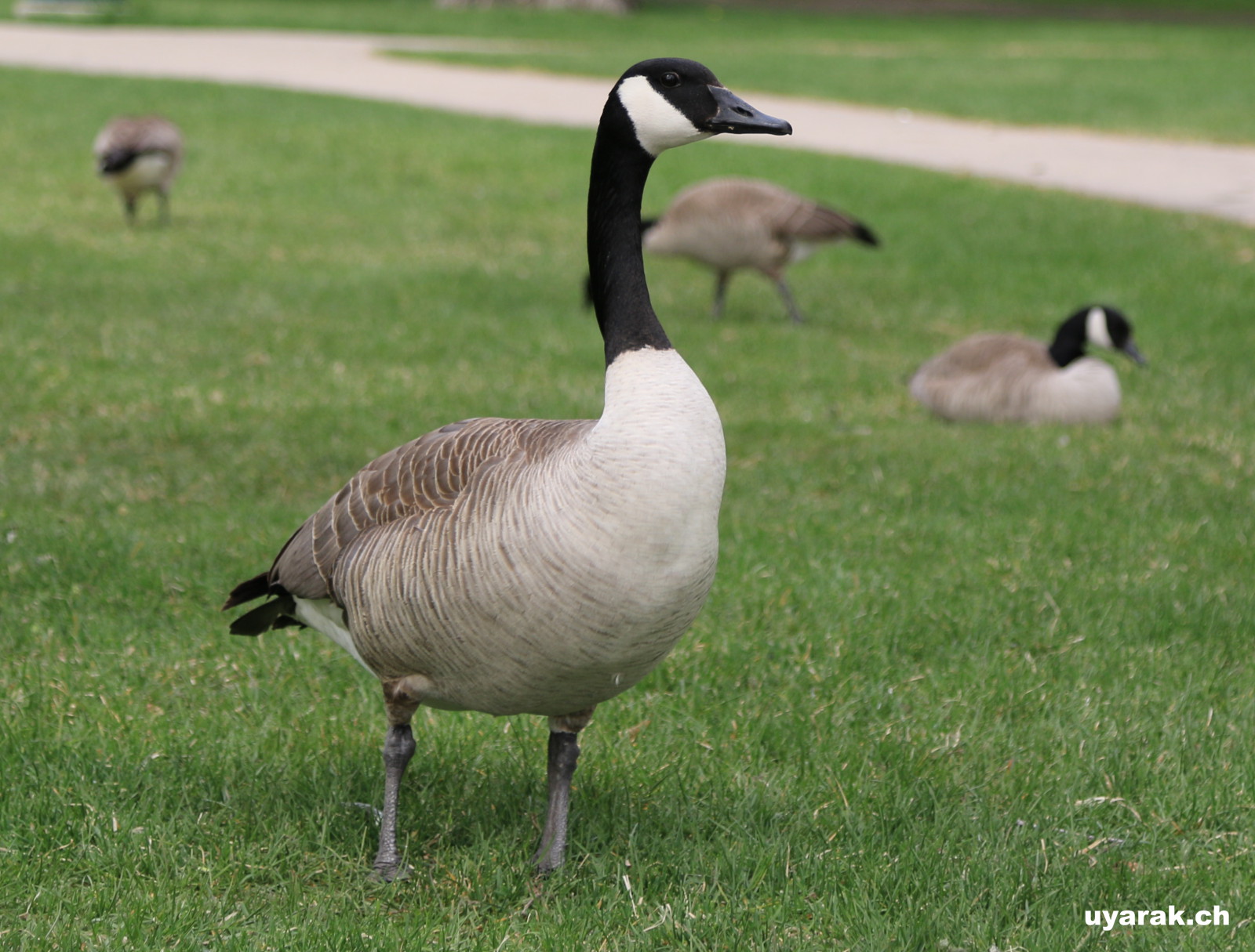 Kanadagans in Saskatoon, Saskatchewan