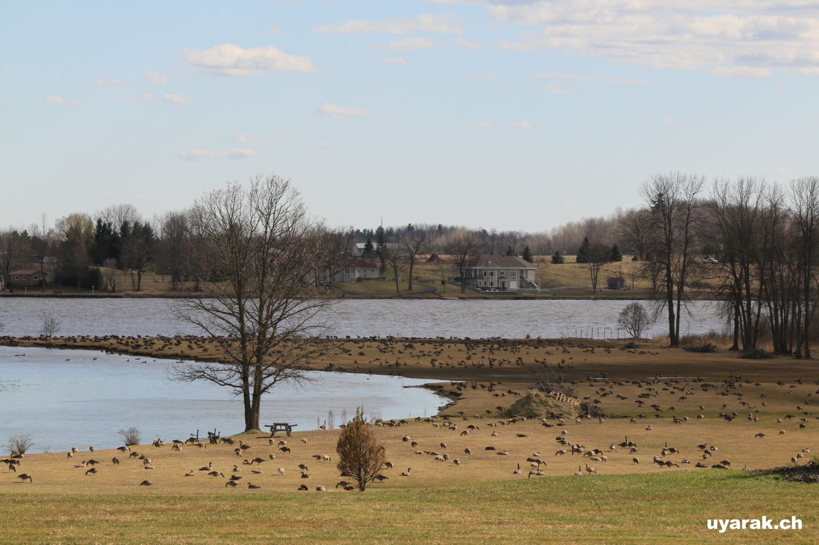 Kanadagänse, Ottawa-River bei Montebello, Quebec 