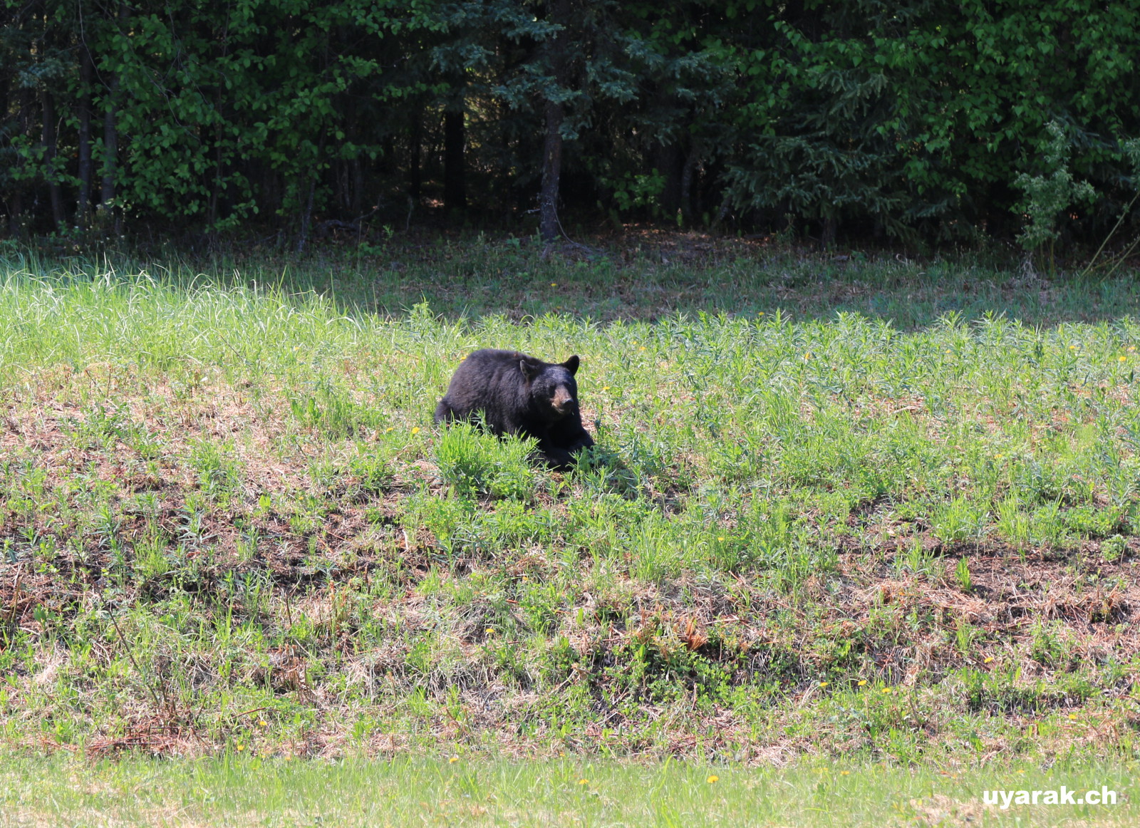 Schwarzbär