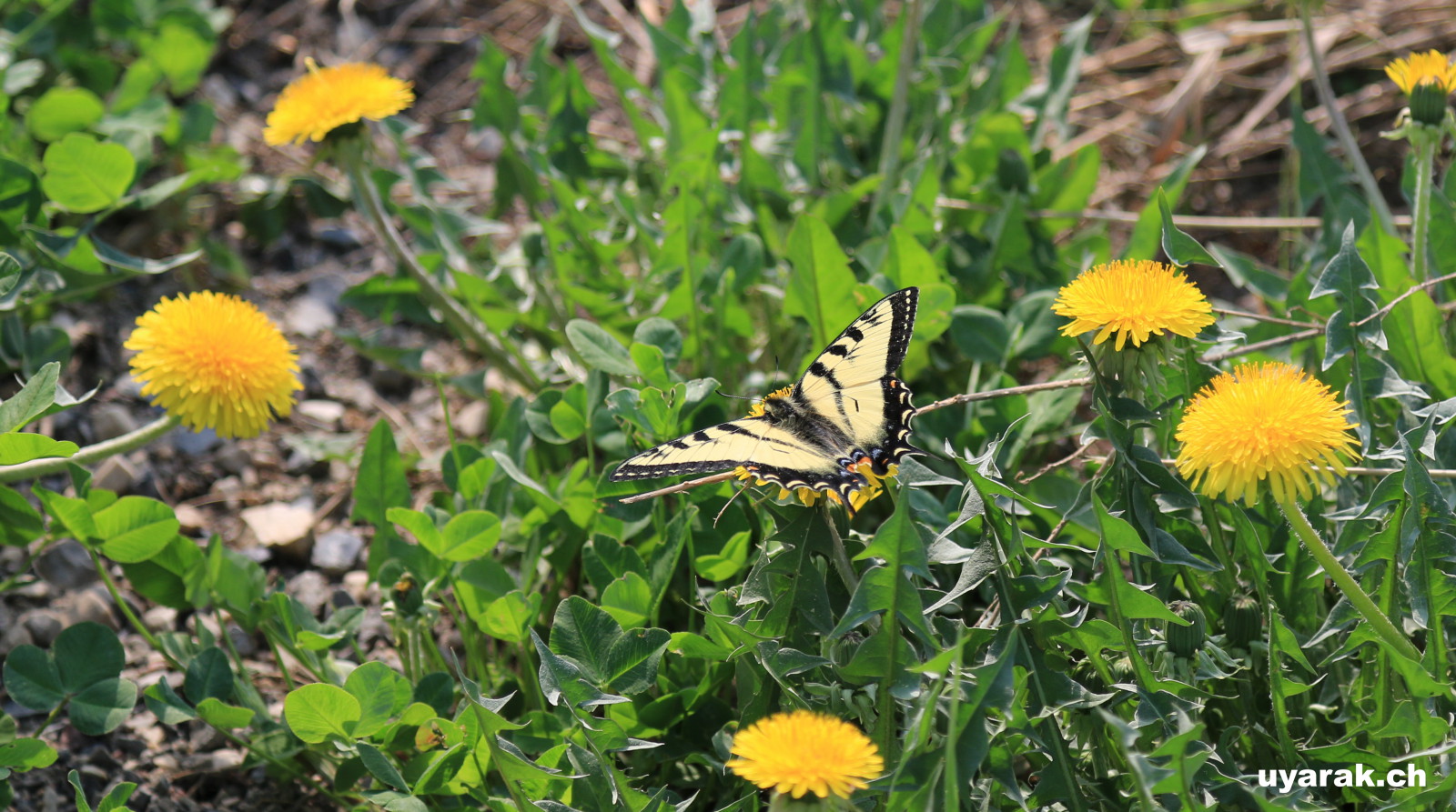 Schmetterling