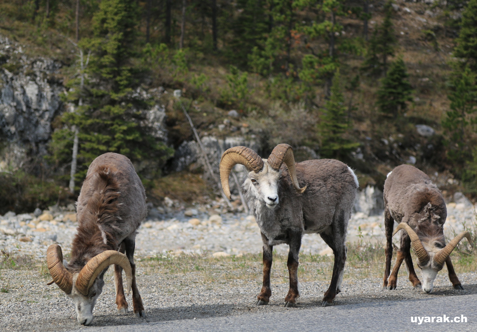 Dall Sheeps, Alaska Highway