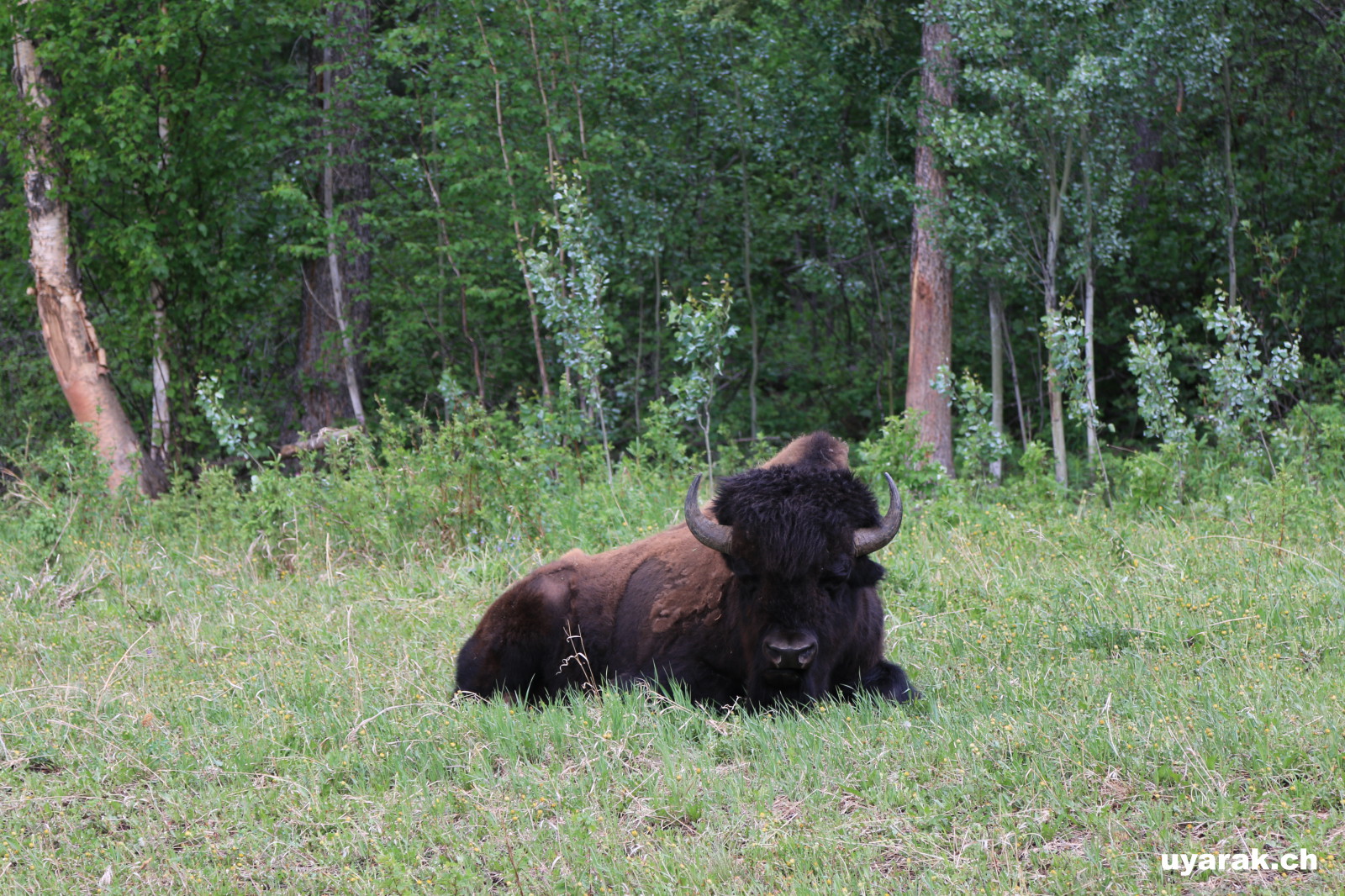 Bison, Alaska Highway, BC