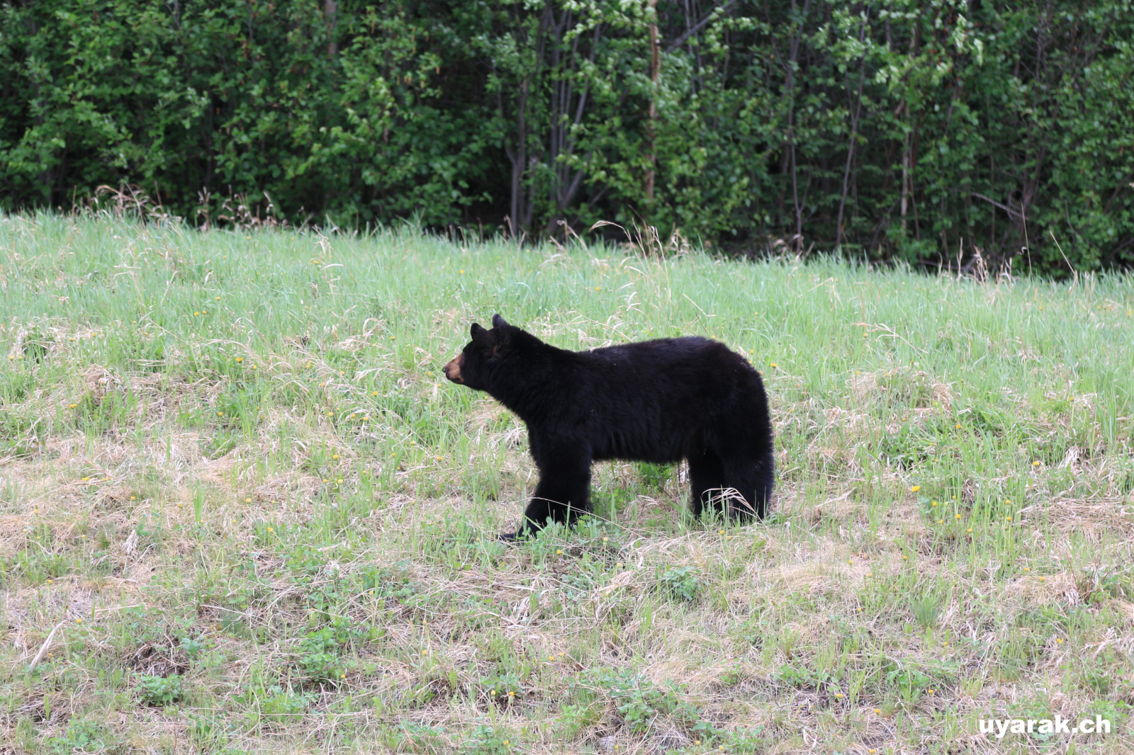 Schwarzbär, Alaska Highway, BC