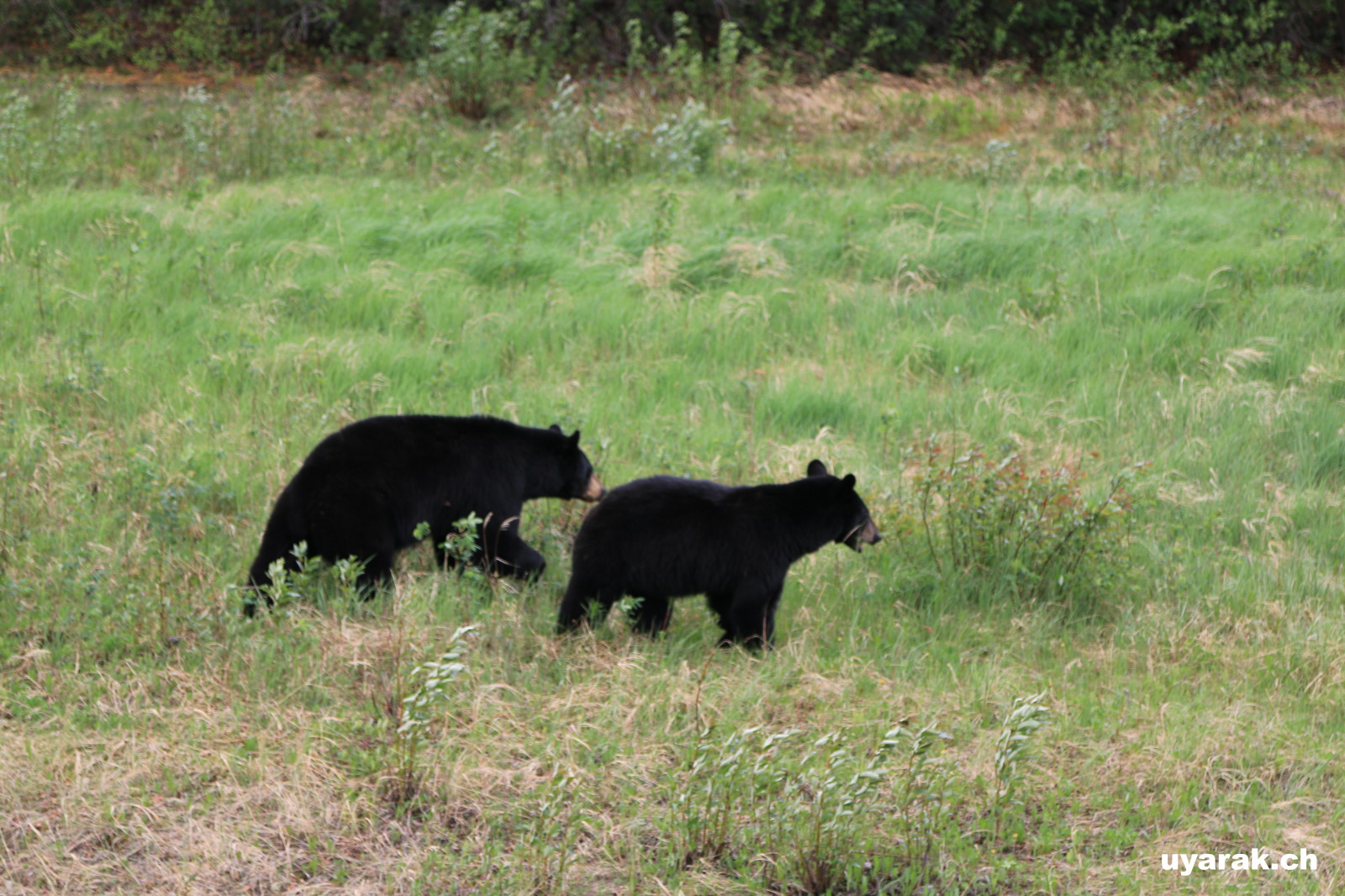 Schwarzbären, Alaska Highway, BC