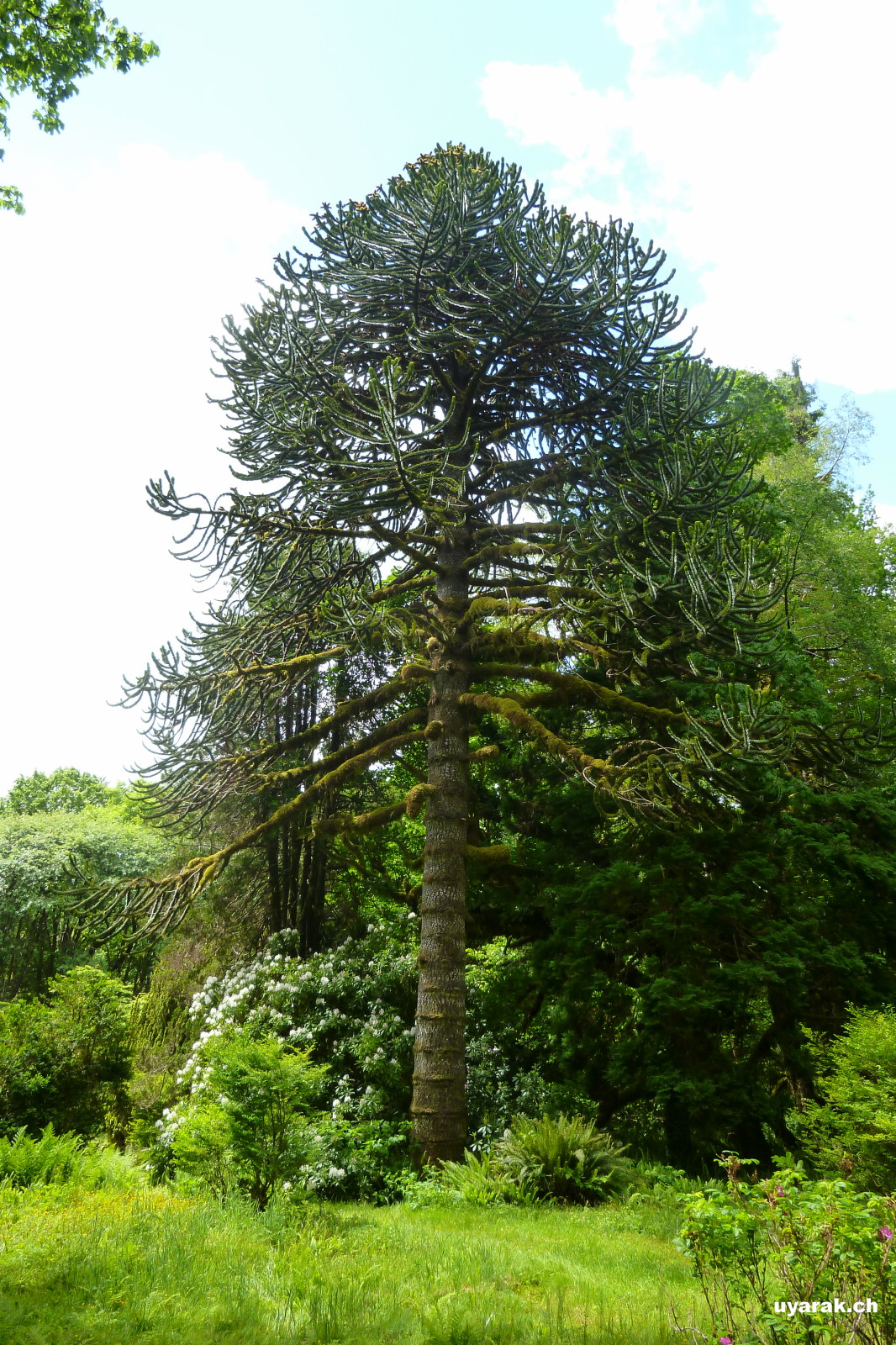 Ronning's Garden 