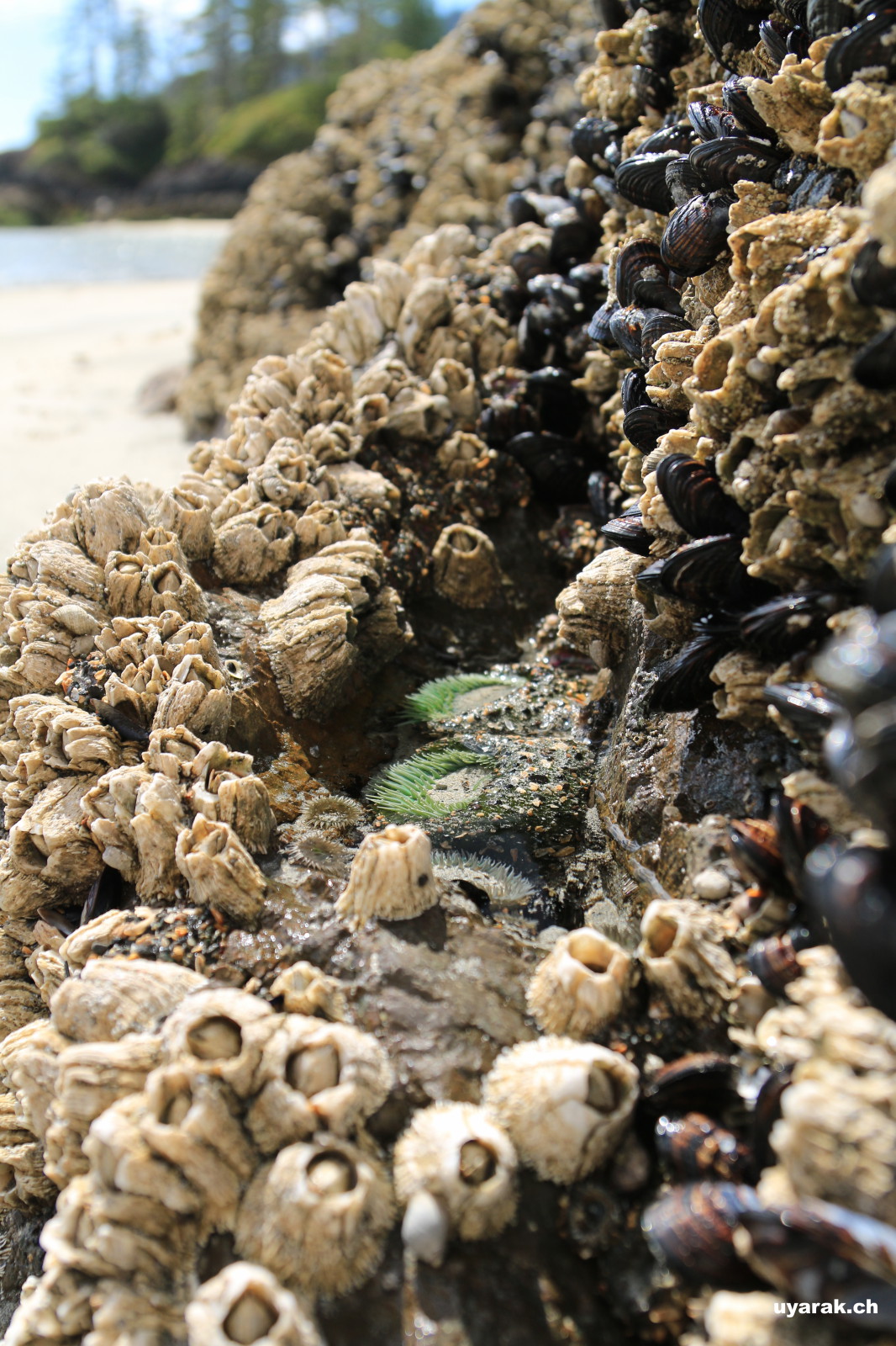 Bei Ebbe an der San Josef Bay, Northern Vancouver Island 