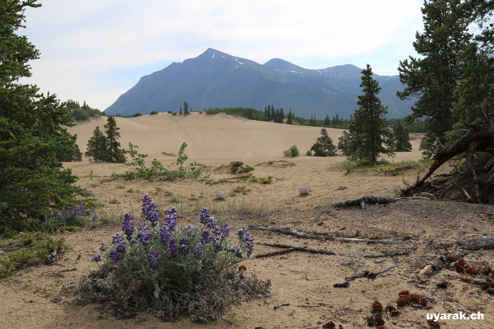 Carcross Sand Dunes, Yukon