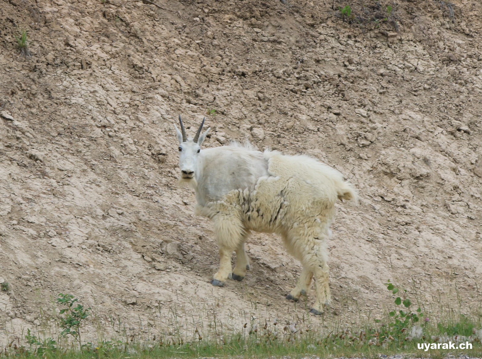 Mountain Goat, Jasper National Park  