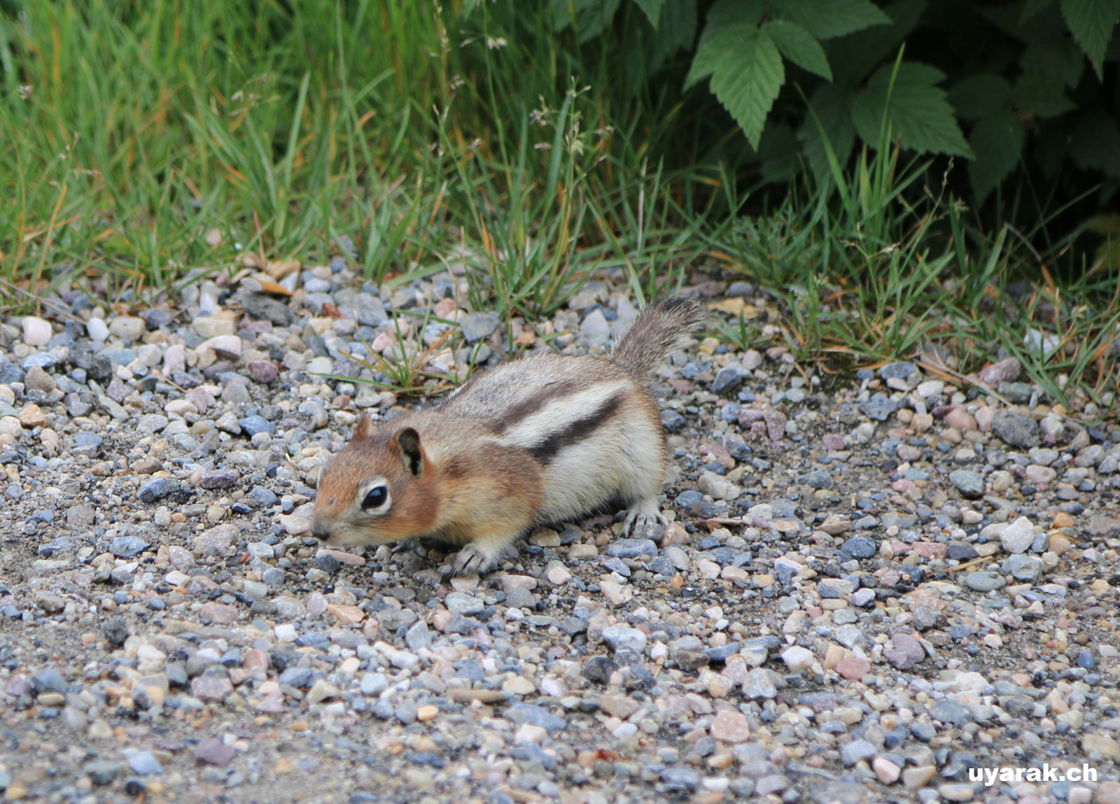 Ground Squirrel, Jasper National Park, Alberta 