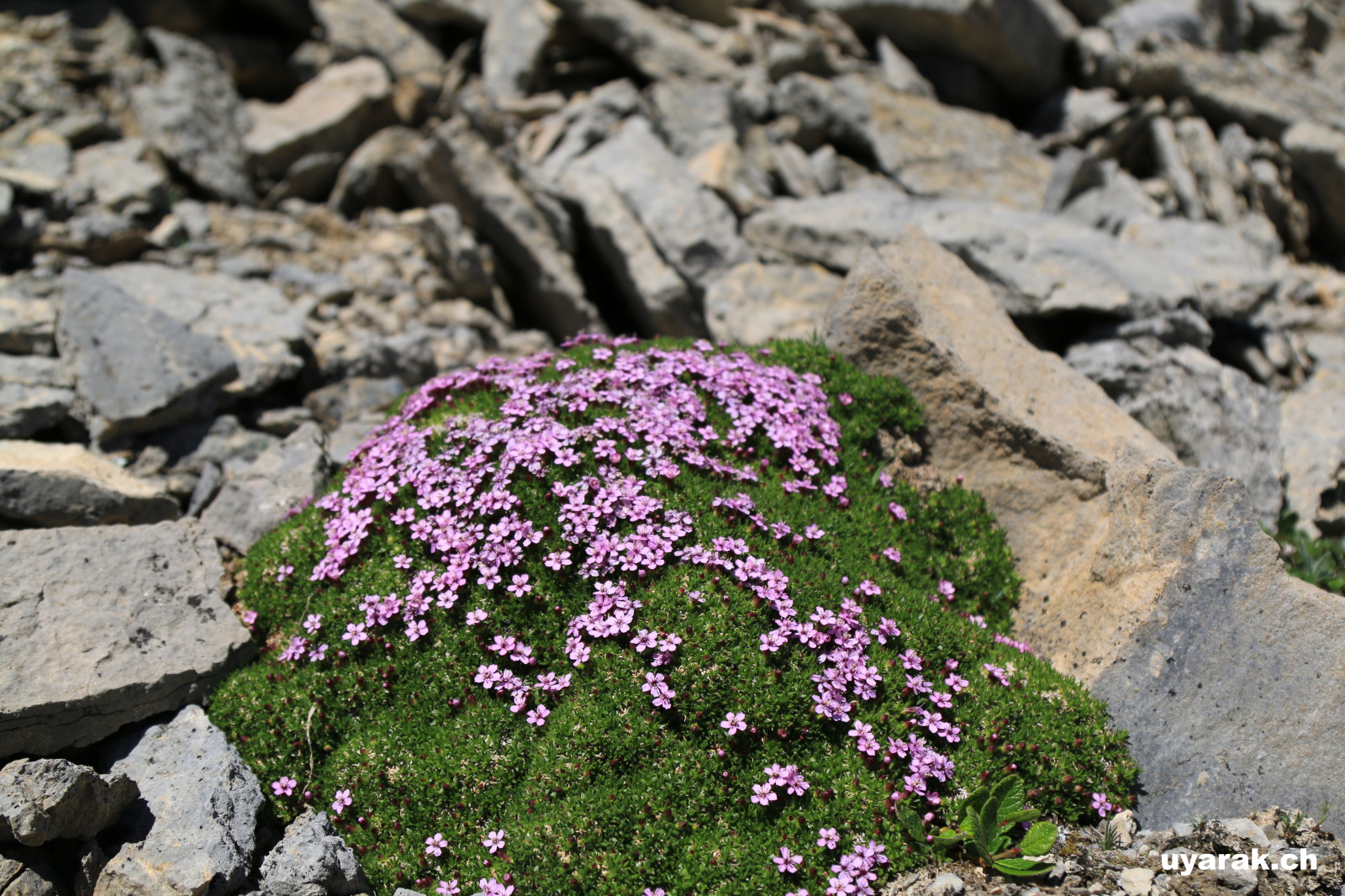 Farbklecks inmitten von kargem Fels, Mount Wilcox, Alberta 