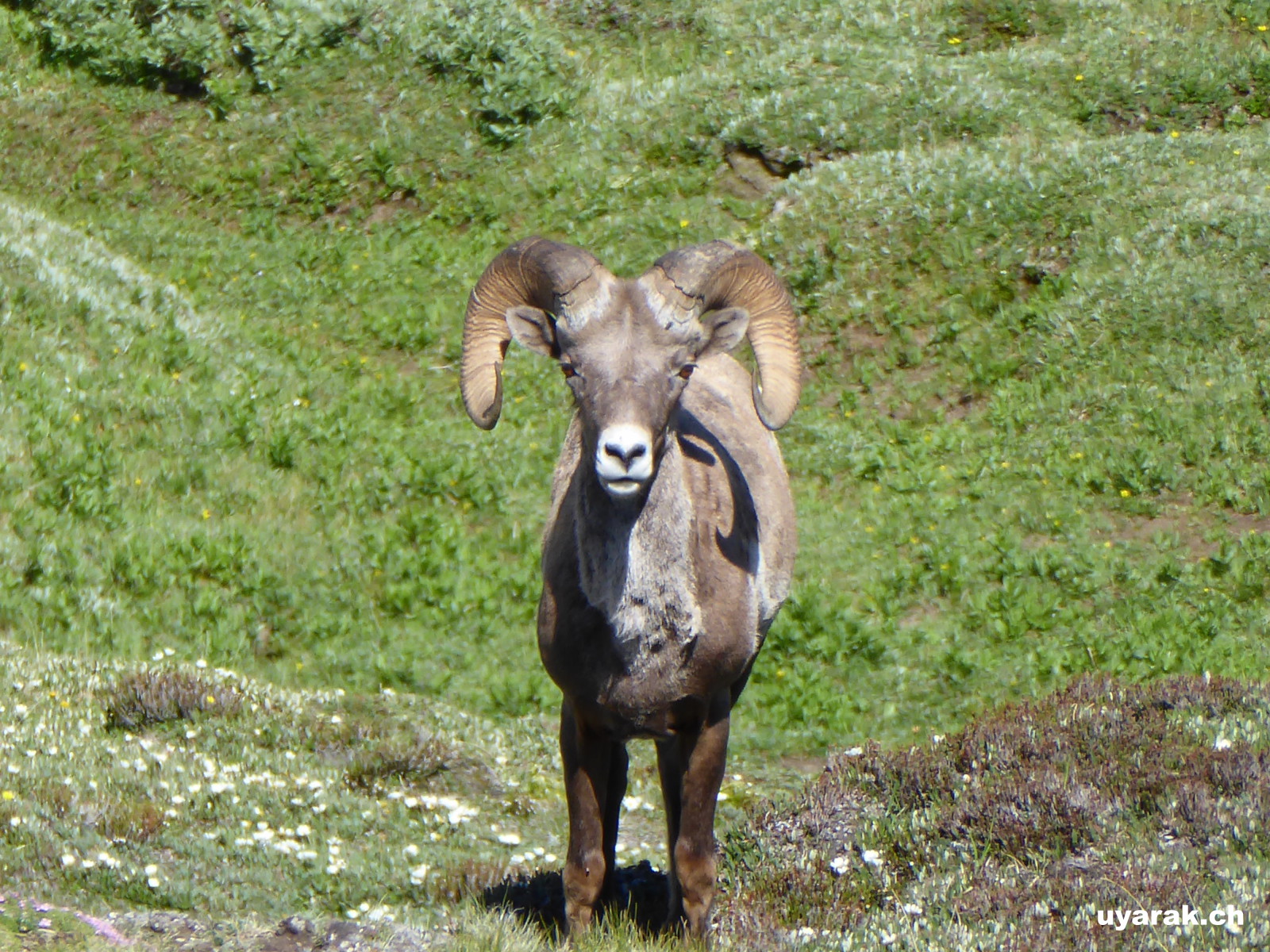 Bighorn Sheep, Wilcox Pass, Jasper NP, Alberta 