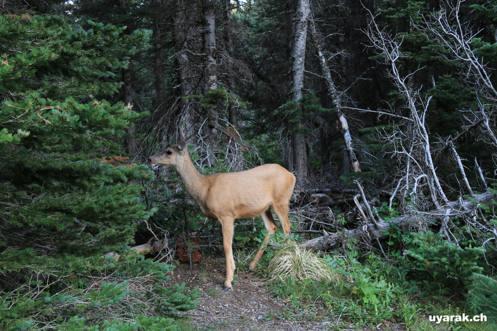 Hirsch beim Lake Josephine, Glacier National Park 