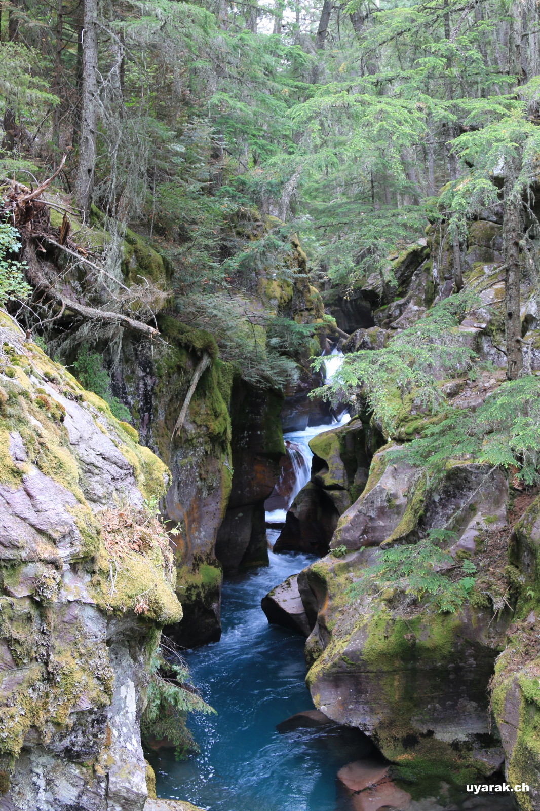 Avalanche Creek, Glacier National Park 