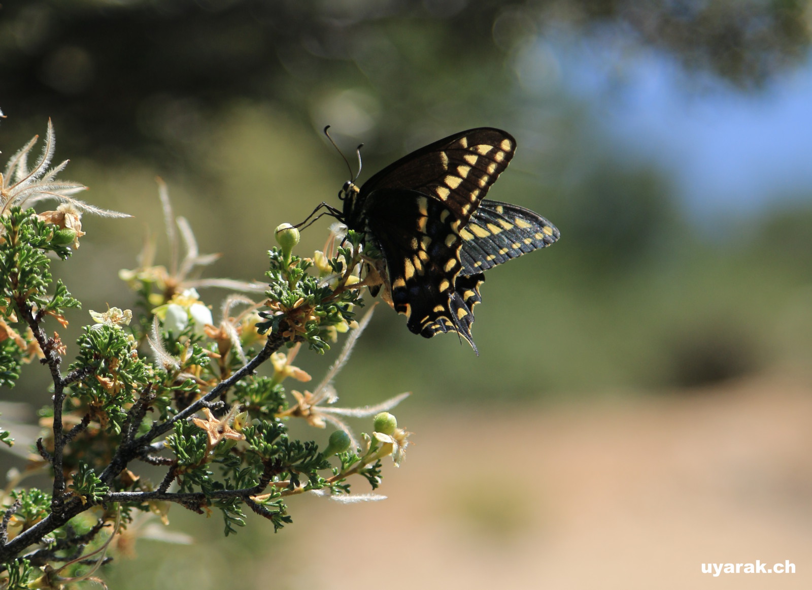 Schmetterling am Grand Canyon, Arizona