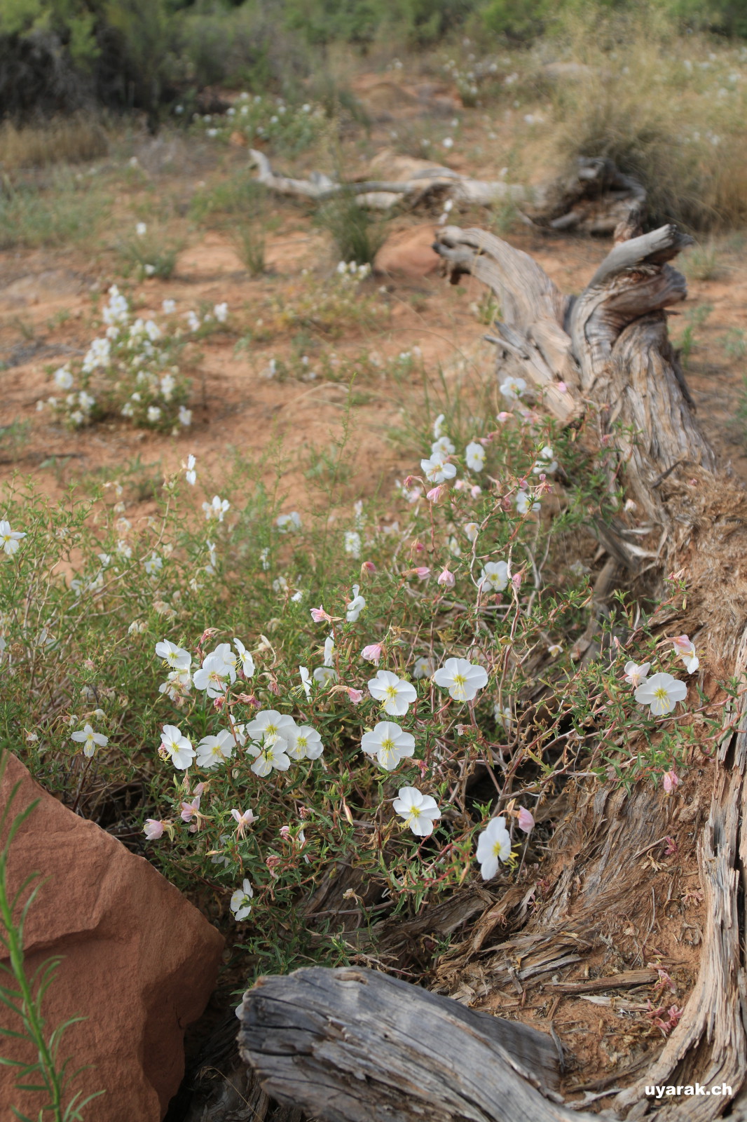 Wildblumen im Arches National Park, Utah