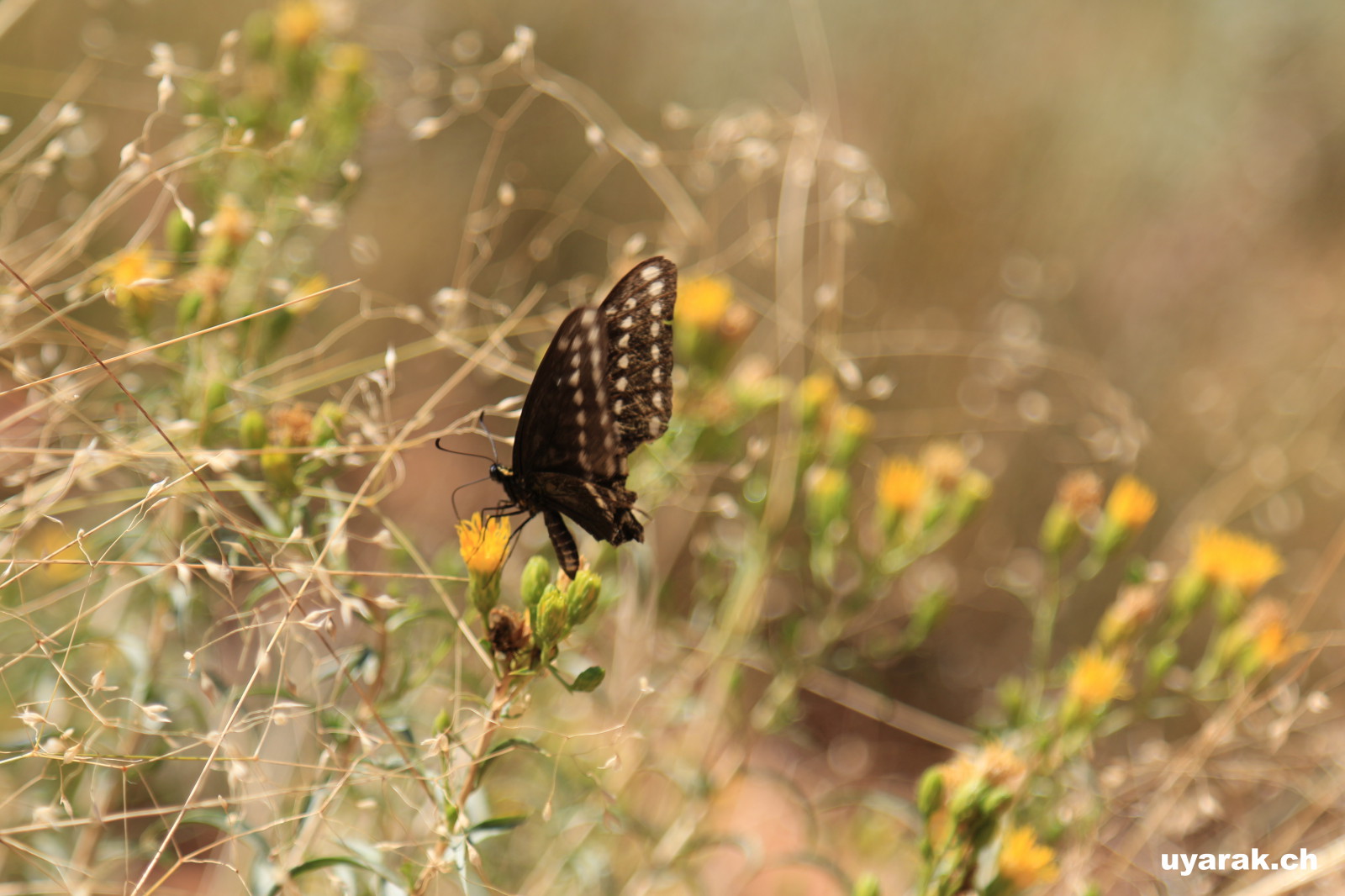 Schmetterling im Arches National Park, Utah