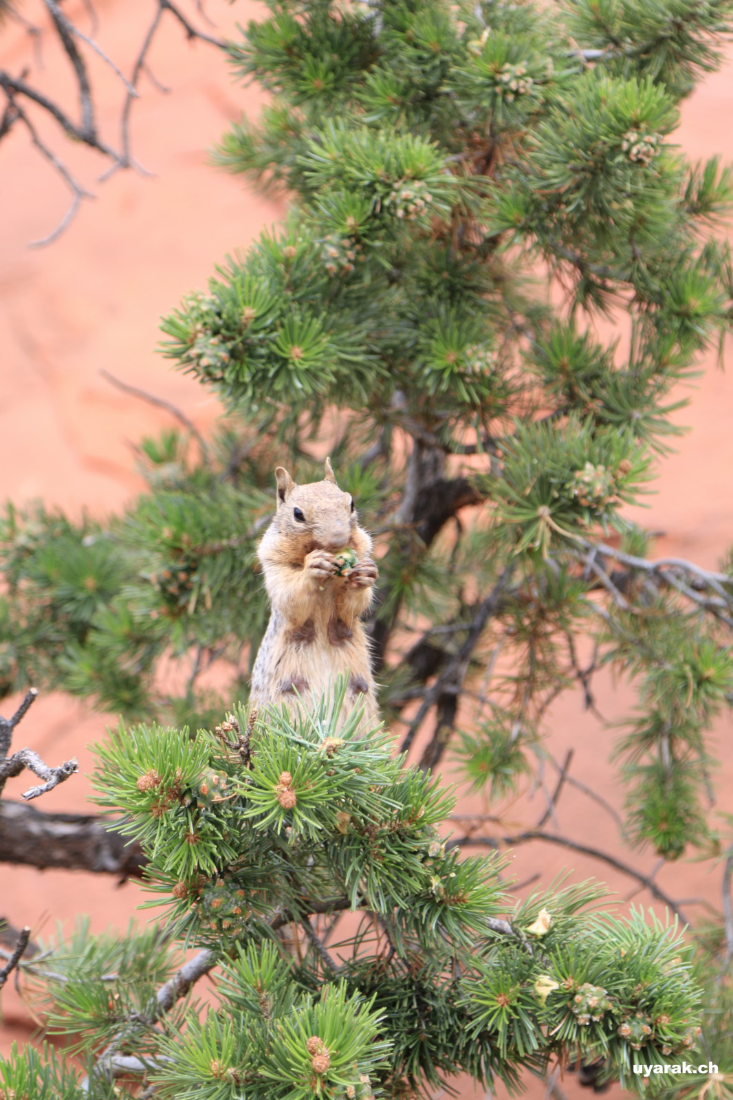 Hungriges Squirrel, Capitol Reef National Park, Utah