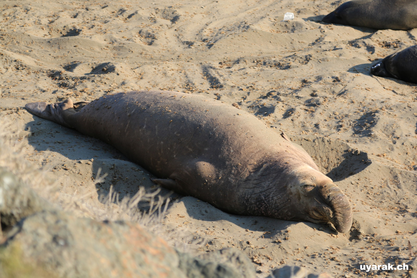 Elephant Seal, San Simeon, California