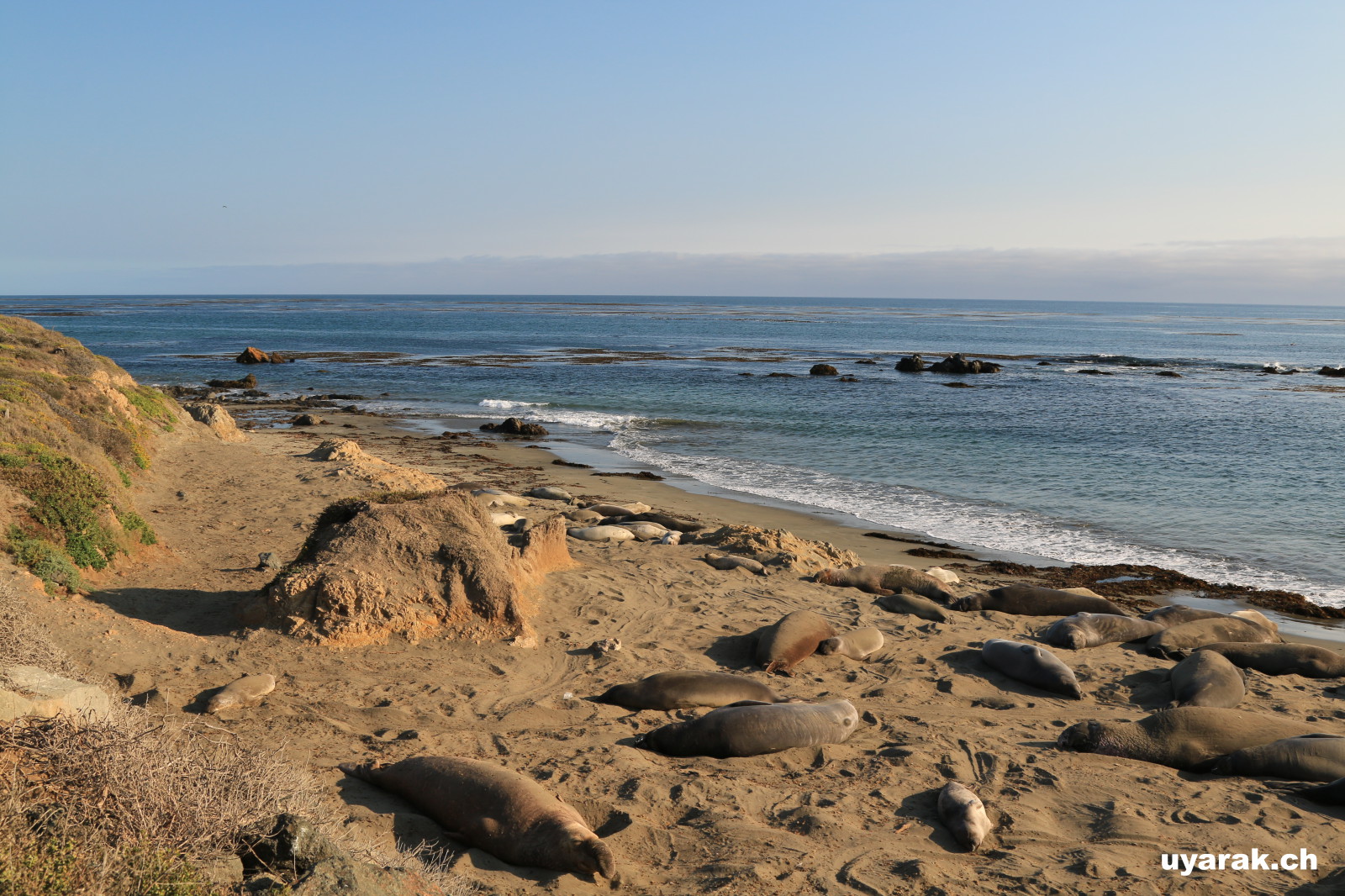 Elephant Seals, San Simeon, California