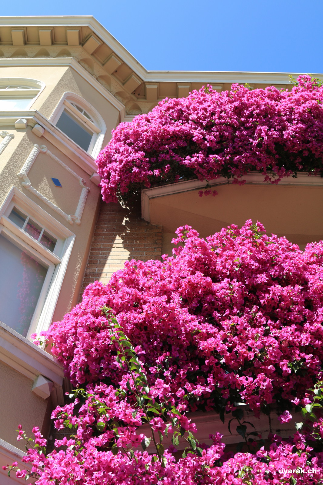 Blumengeschmücktes Haus an der Lombard Street, San Francisco, California
