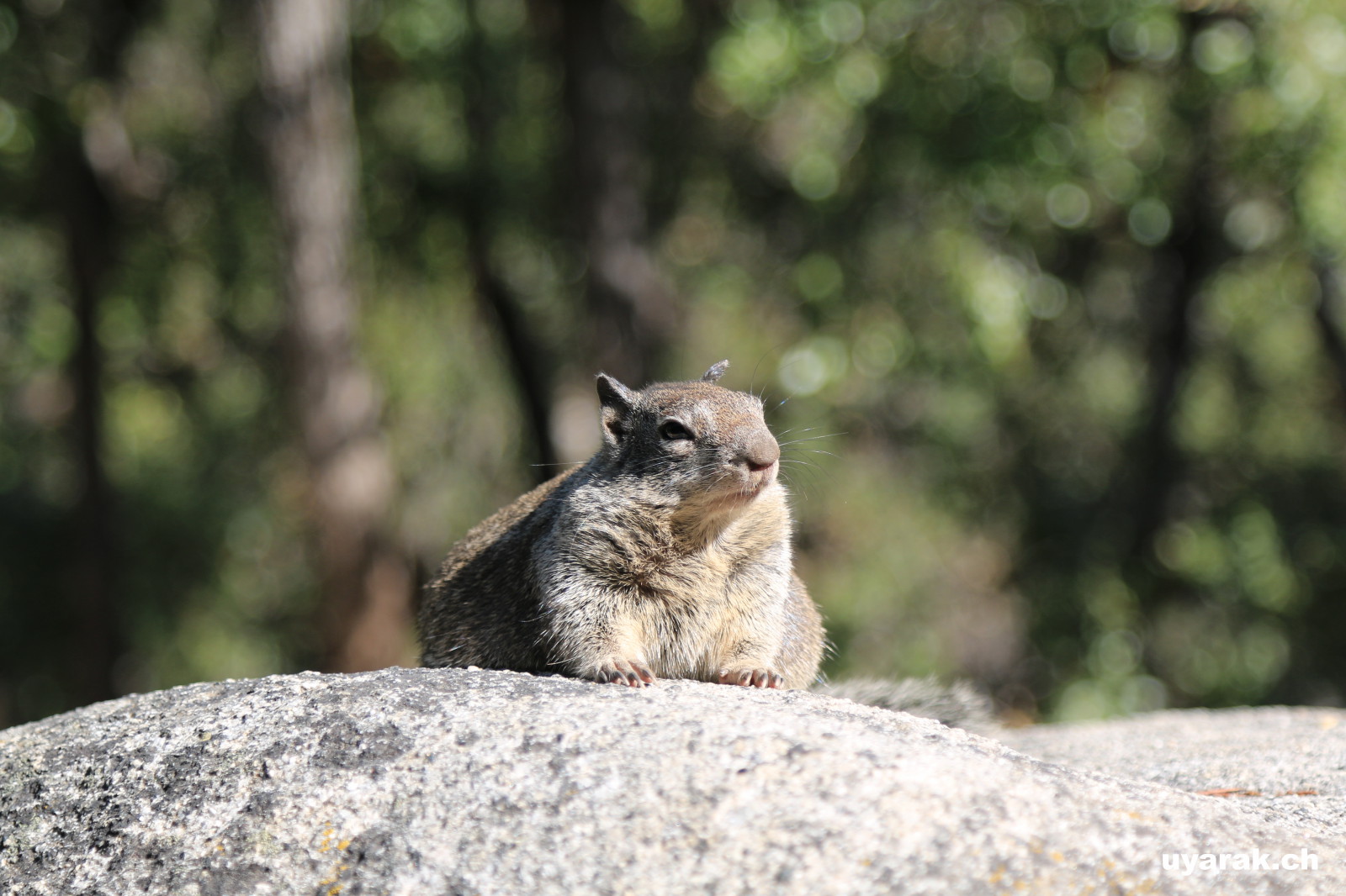 Pest-Hörnchen? Yosemite National Park, California