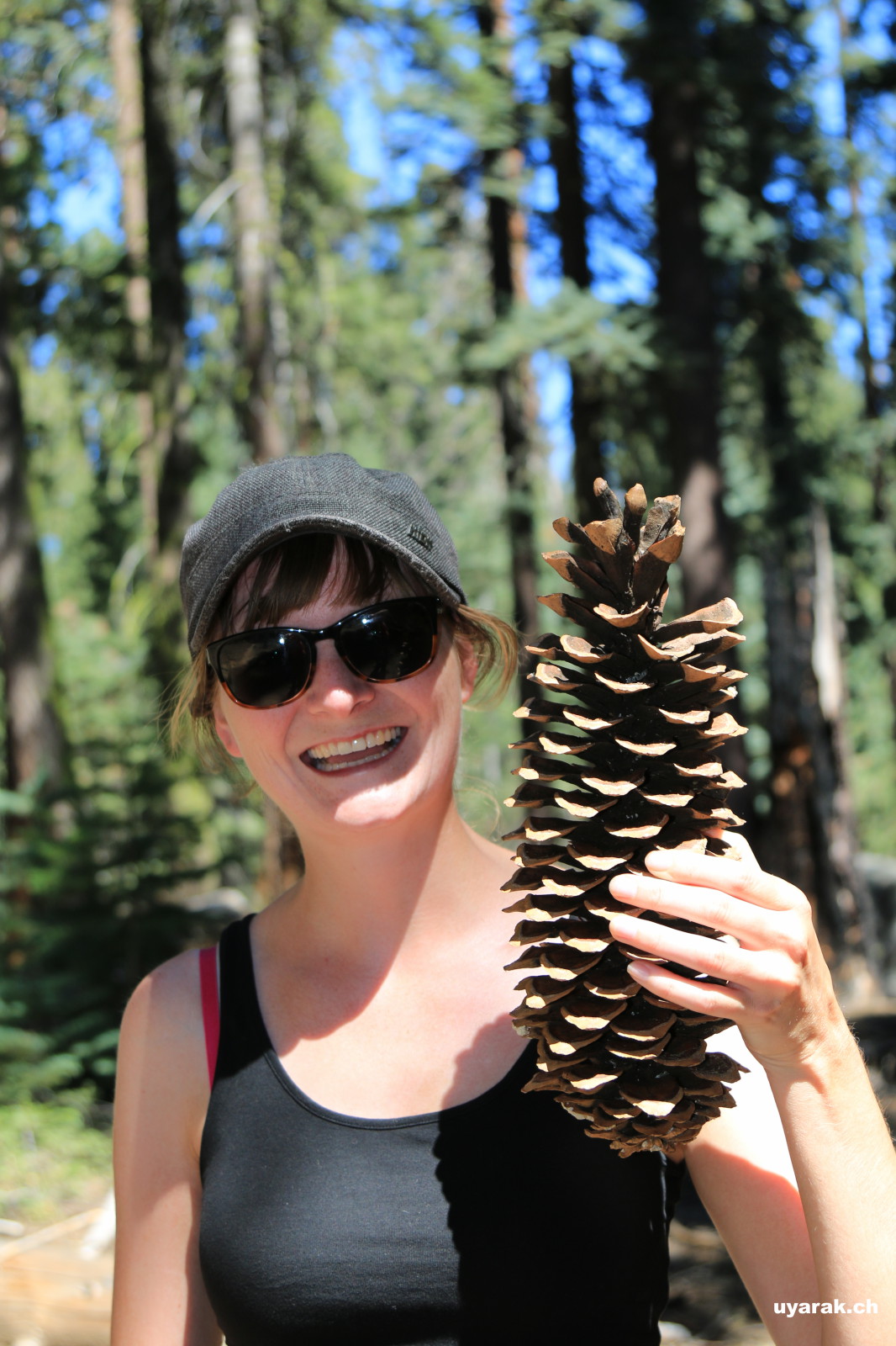 Tannenzapfen einer Ponderosa Pine, Sequoia National Park