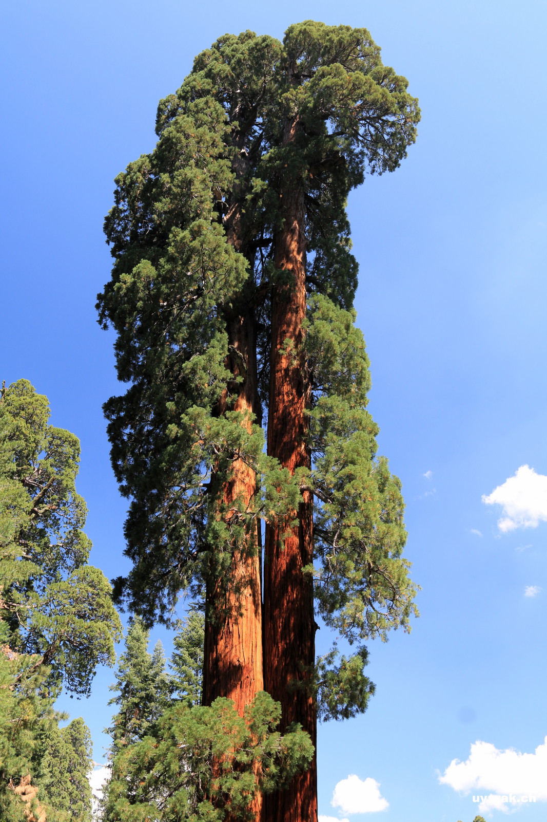 Sequoia Baum, Sequoia National Park