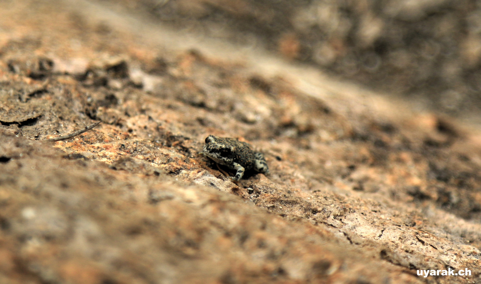 Kleiner Frosch am Baker Dam, Joshua Tree National Park, California