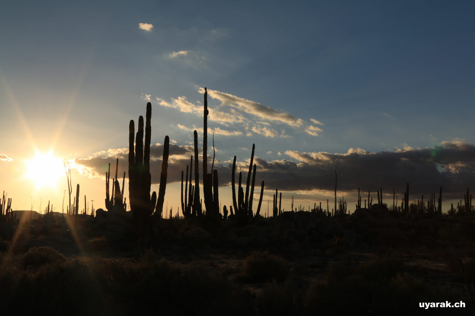 Parque Nacional del Desierto Central de Baja California