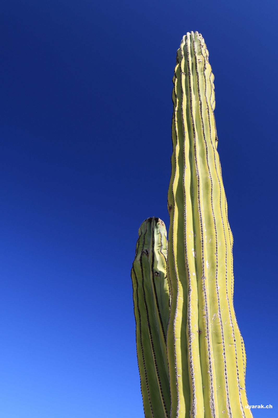 Pachycereus pringlei