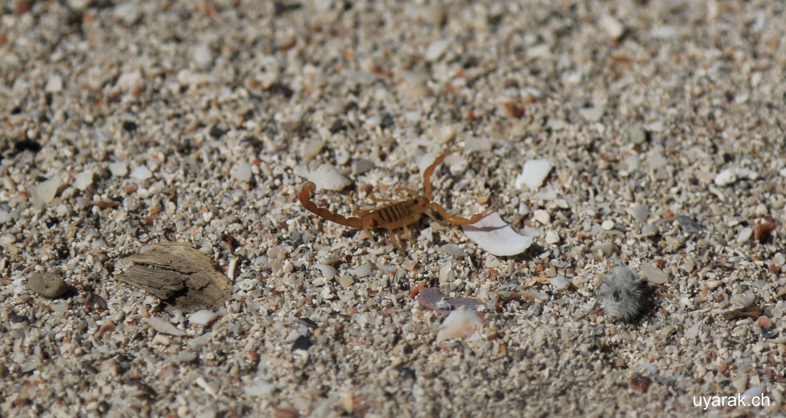 Von den Ameisen befreit..., Playa el Coyote, Baja California Sur, Mexiko