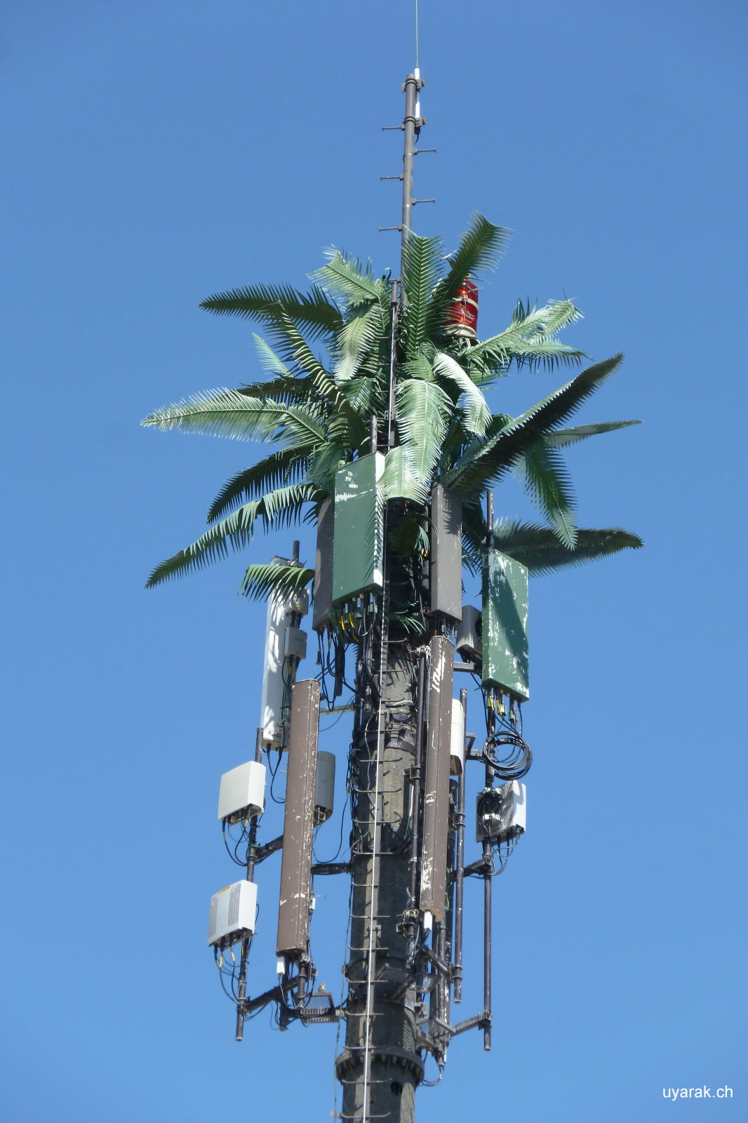 "Getarnter" Mobilfunkmasten, La Paz, Baja California Sur, Mexiko