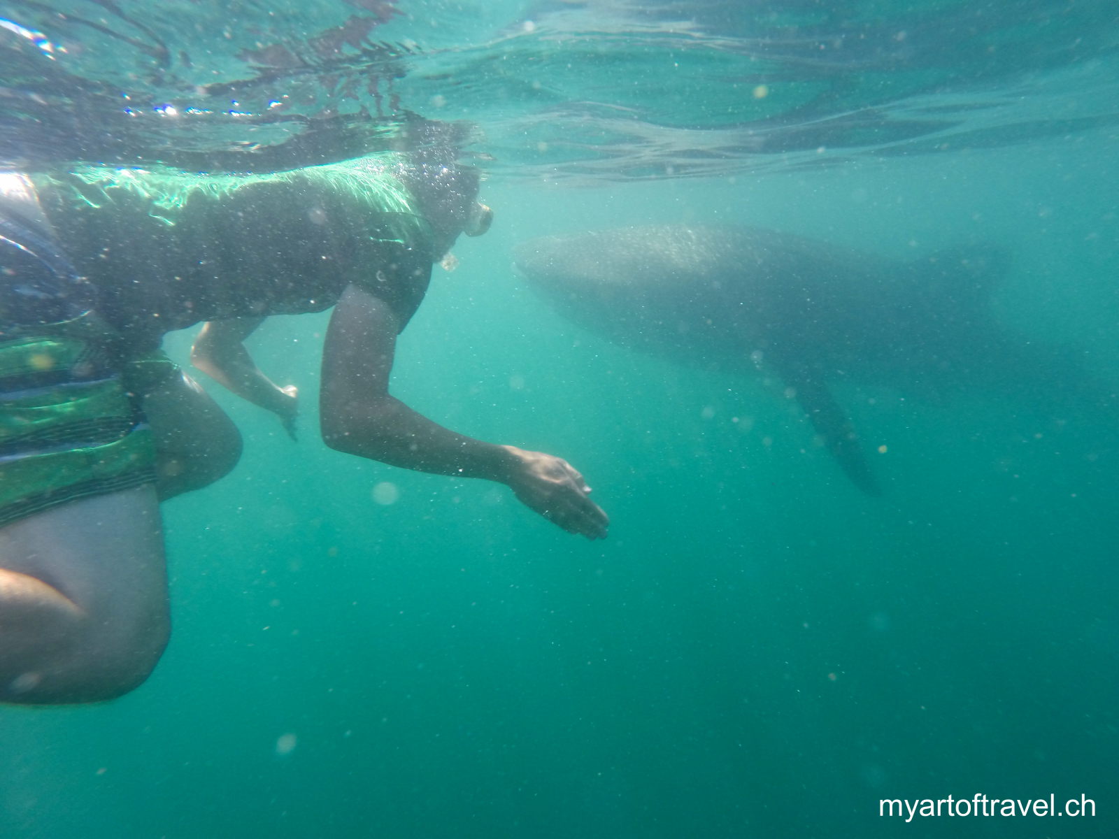 Schnorcheln mit Walhaien, La Paz, Baja California Sur, Mexiko