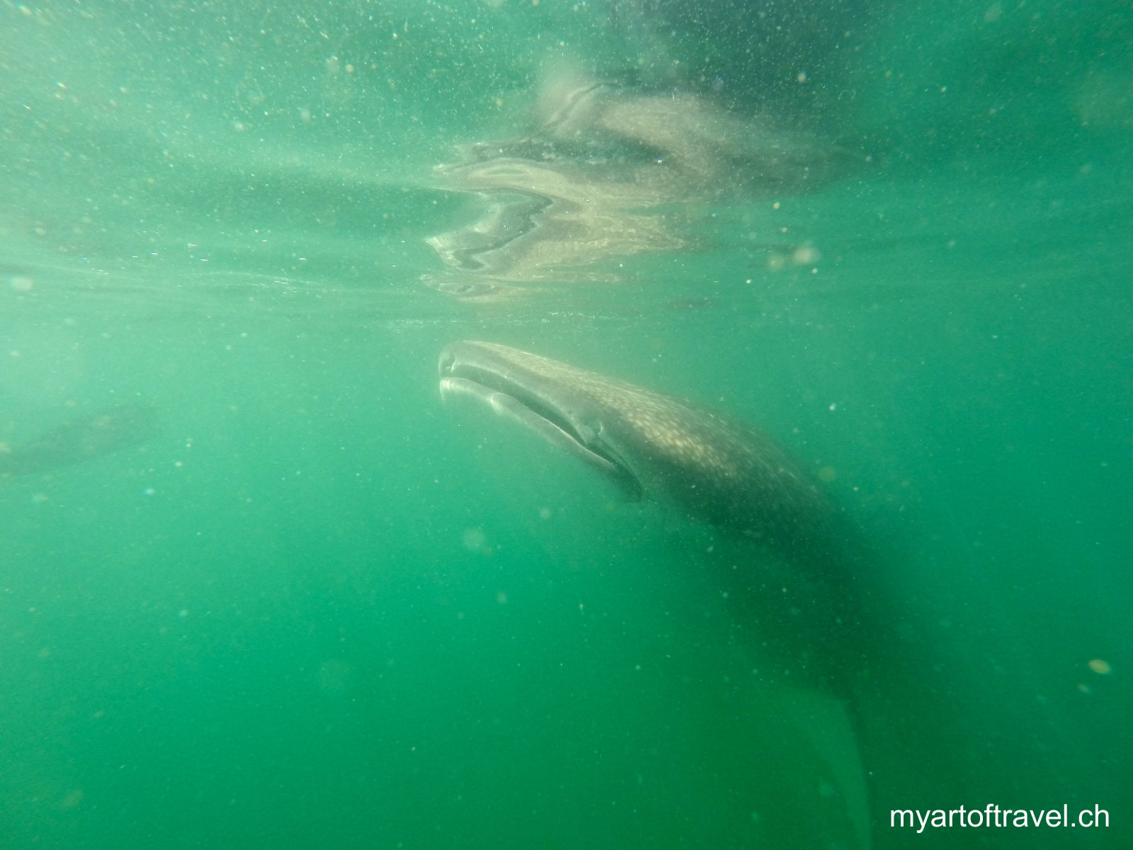 Schnorcheln mit Walhaien, La Paz, Baja California Sur, Mexiko
