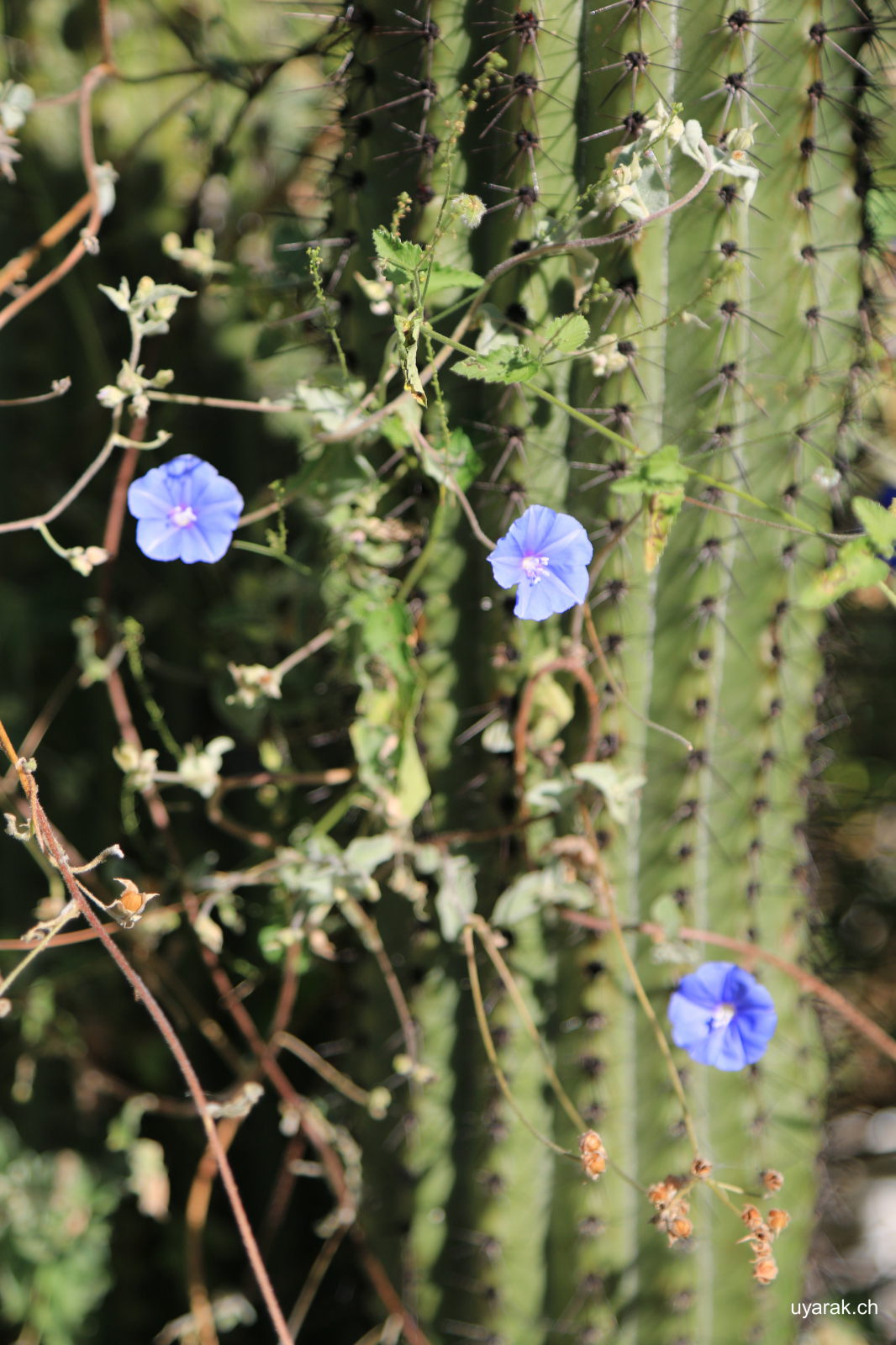 Kaktus beim Cascada Sol de Mayo, Baja California Sur, Mexiko