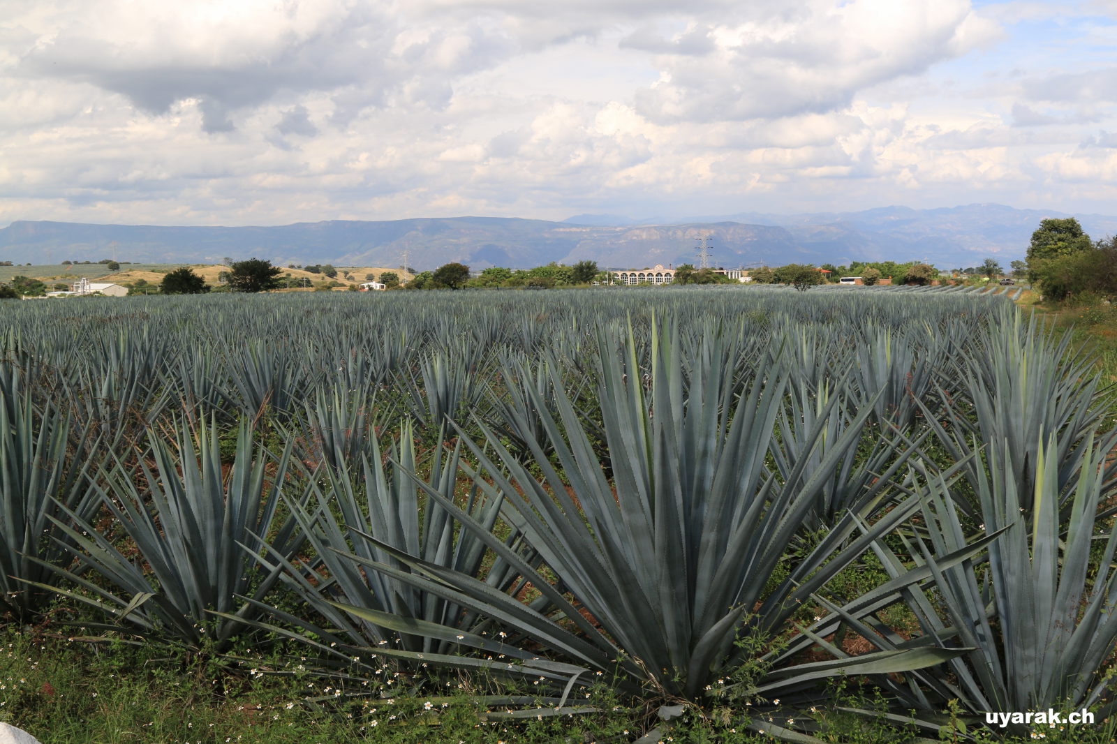 Agavenfeld in der Nähe von Tequila, Jalisco, Mexiko