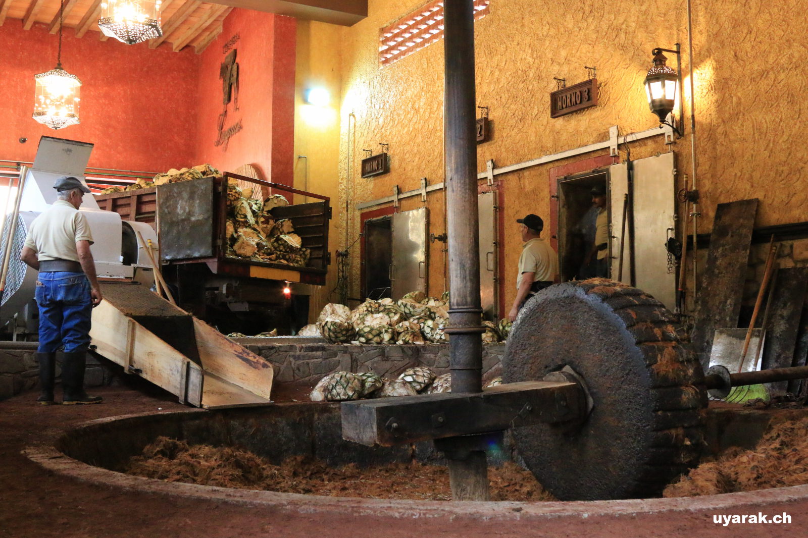 Die Agaven verkleinern ist hier noch Pferdearbeit, Siete Leguas, Atotonilco El Alto, Jalisco, Mexiko