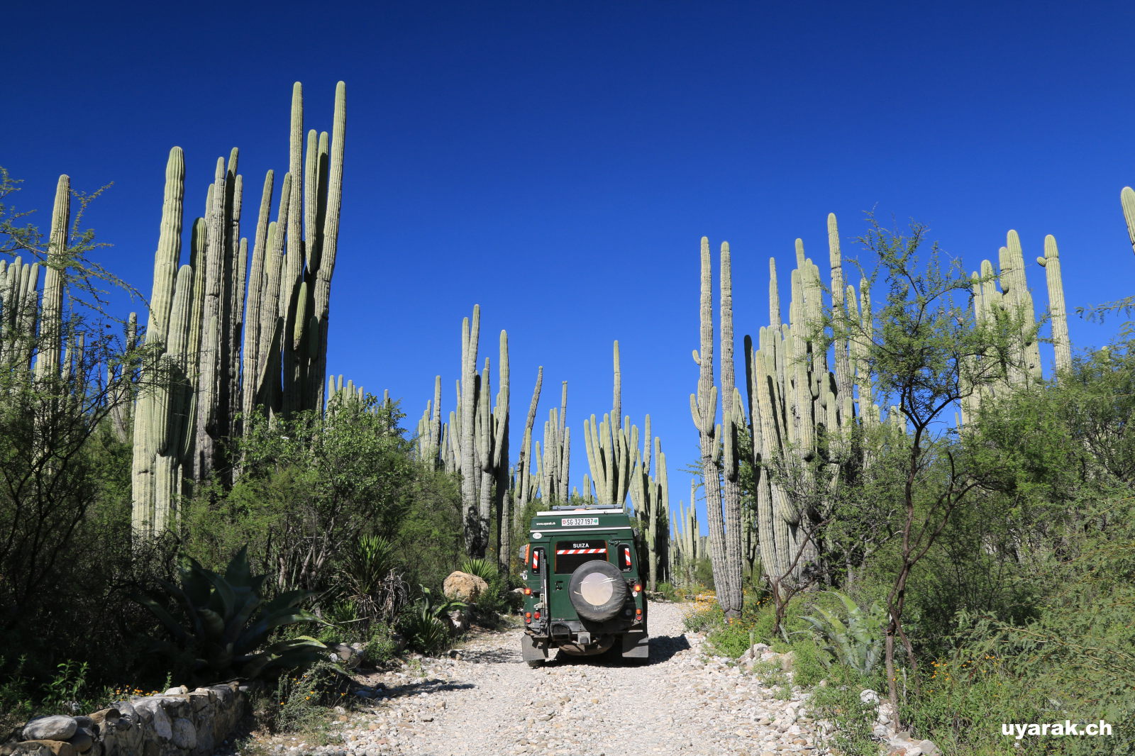 Jardin Botanico 'Hellia Bravos Hollis', in der Nähe von Tehuacán, Puebla, Mexiko