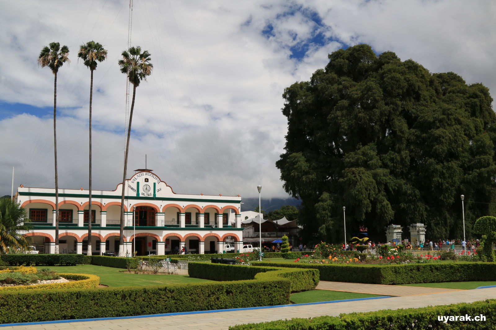 Der dickste Baum der Welt steht in Santa María del Tule, Oaxaca, Mexiko