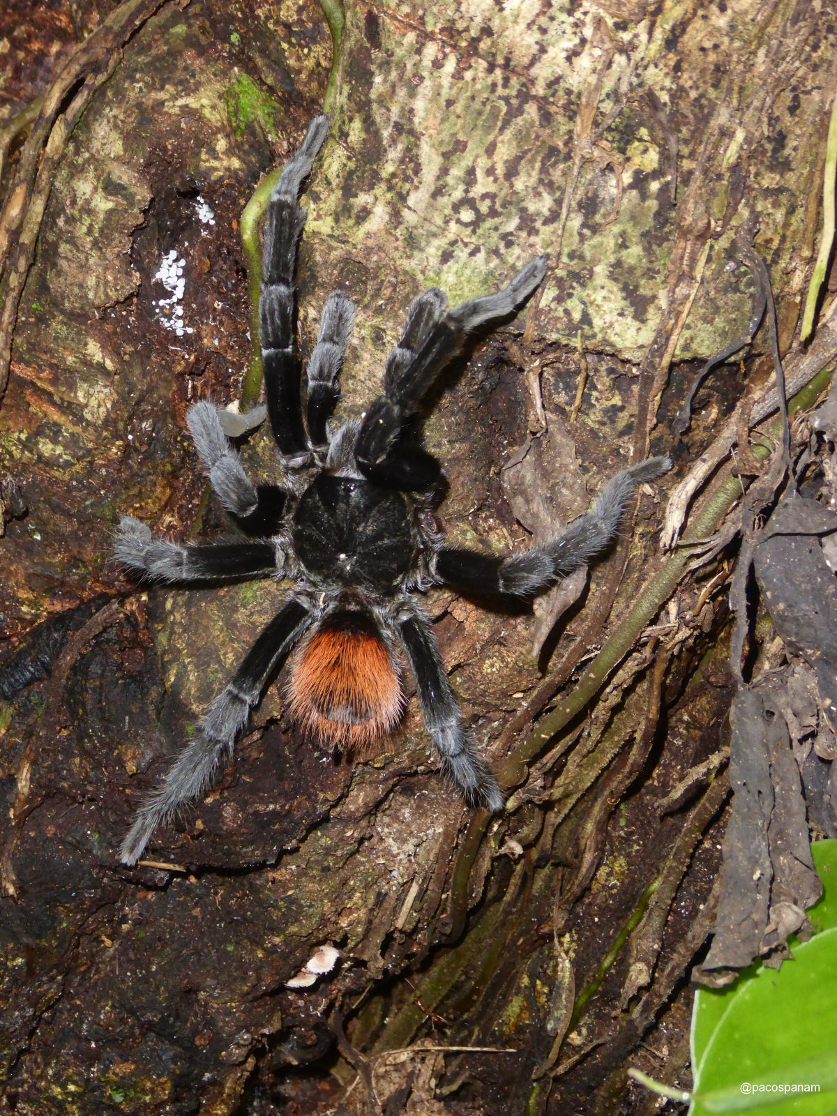 Kleine Vogelspinne