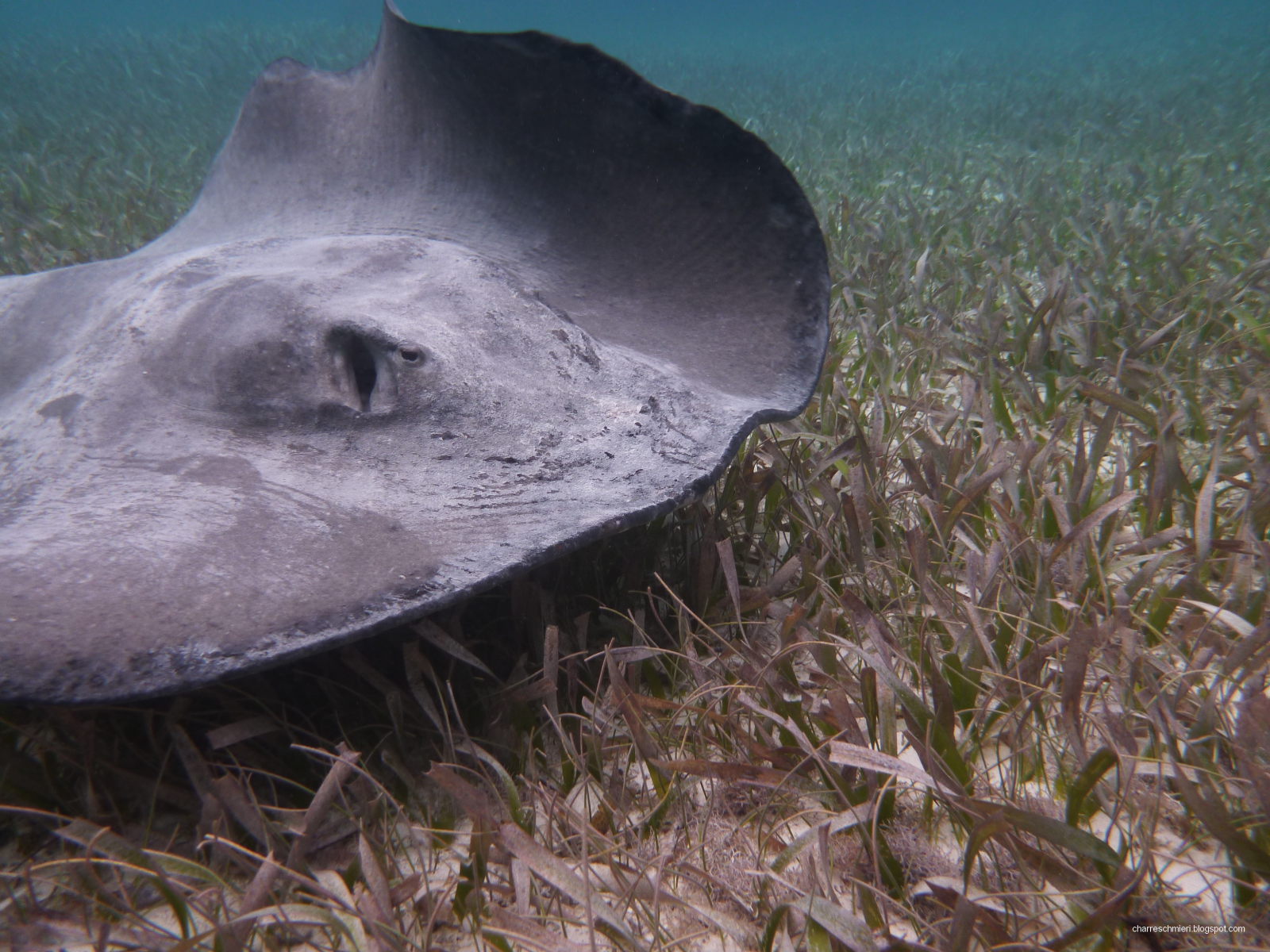 Schnorcheln im Hol Chan Marine Reserve, Belize