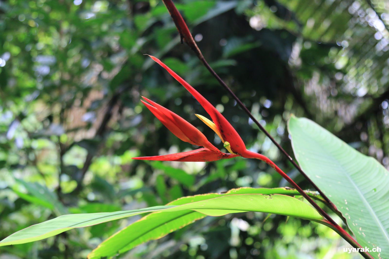 Wanderung im Mayflower Bocawina National Park, Belize