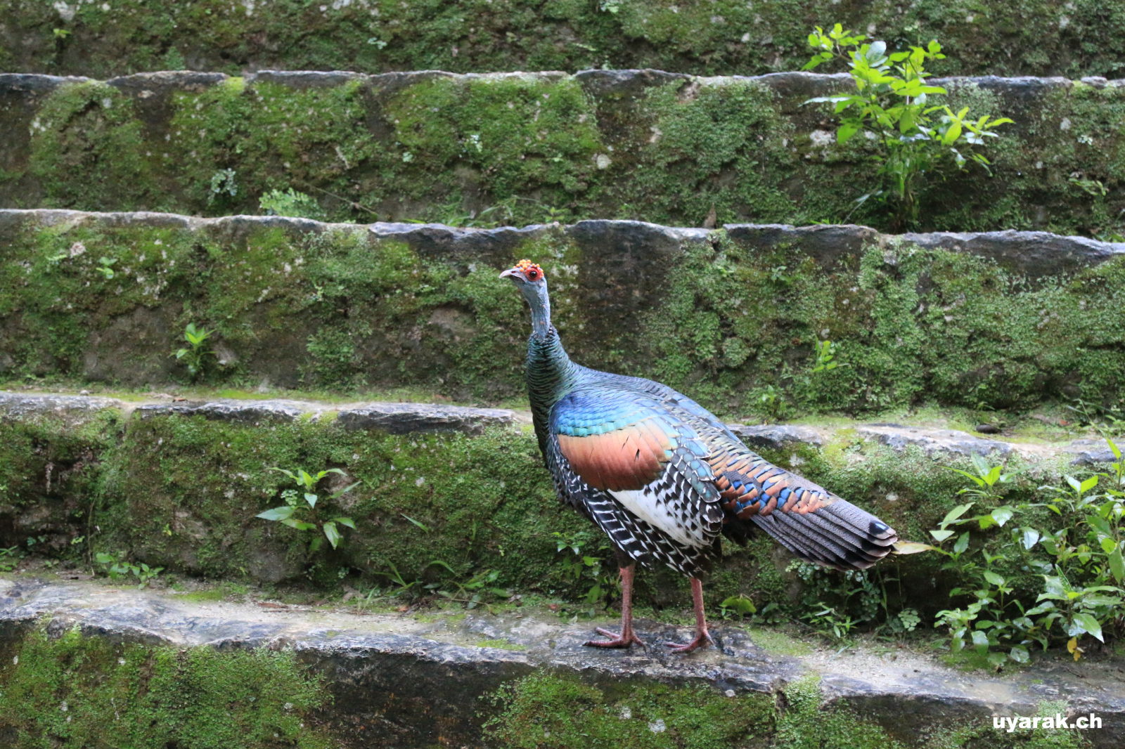 Truthahn, Tikal, Guatemala
