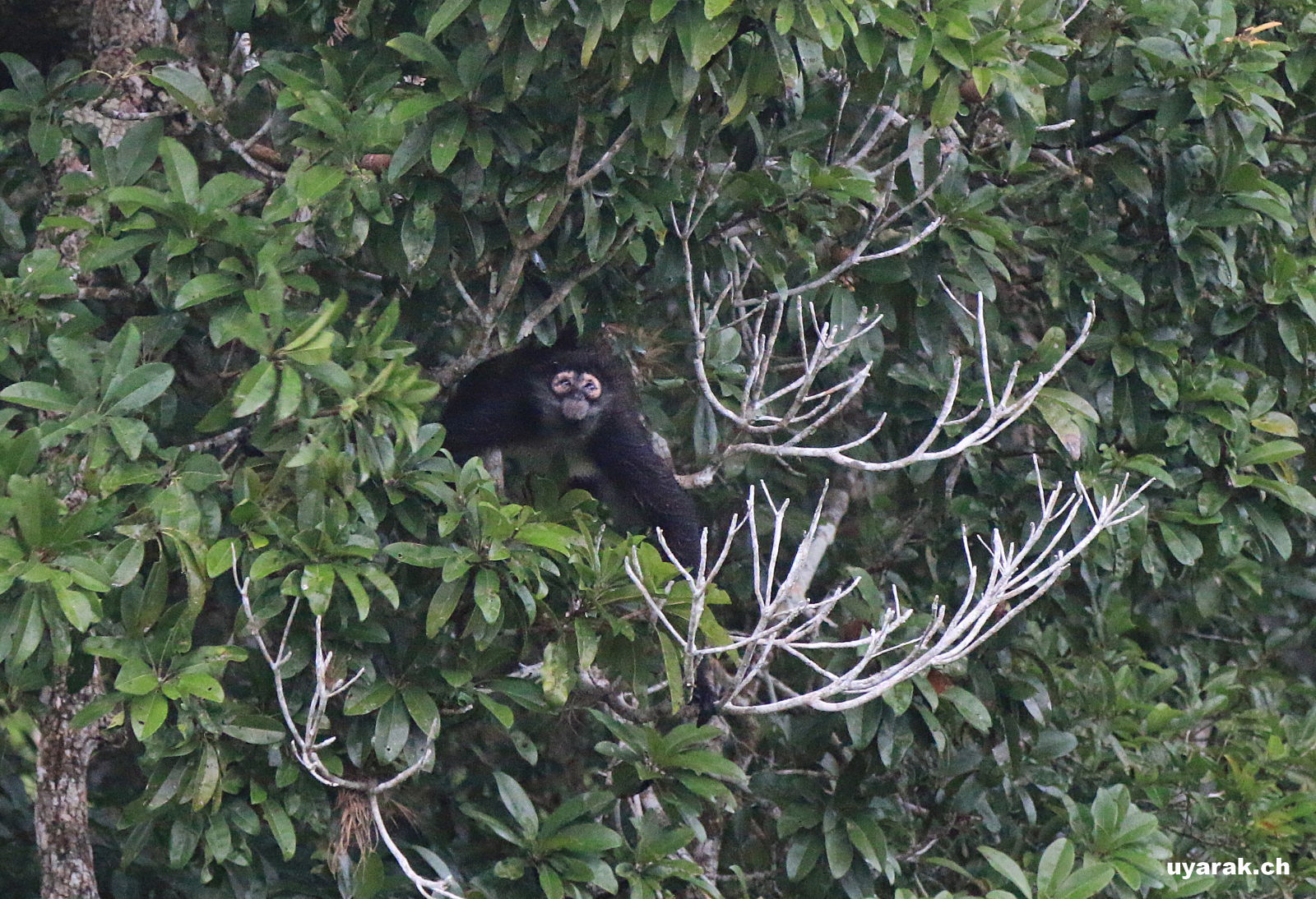 Klammeraffe, Tikal, Guatemala