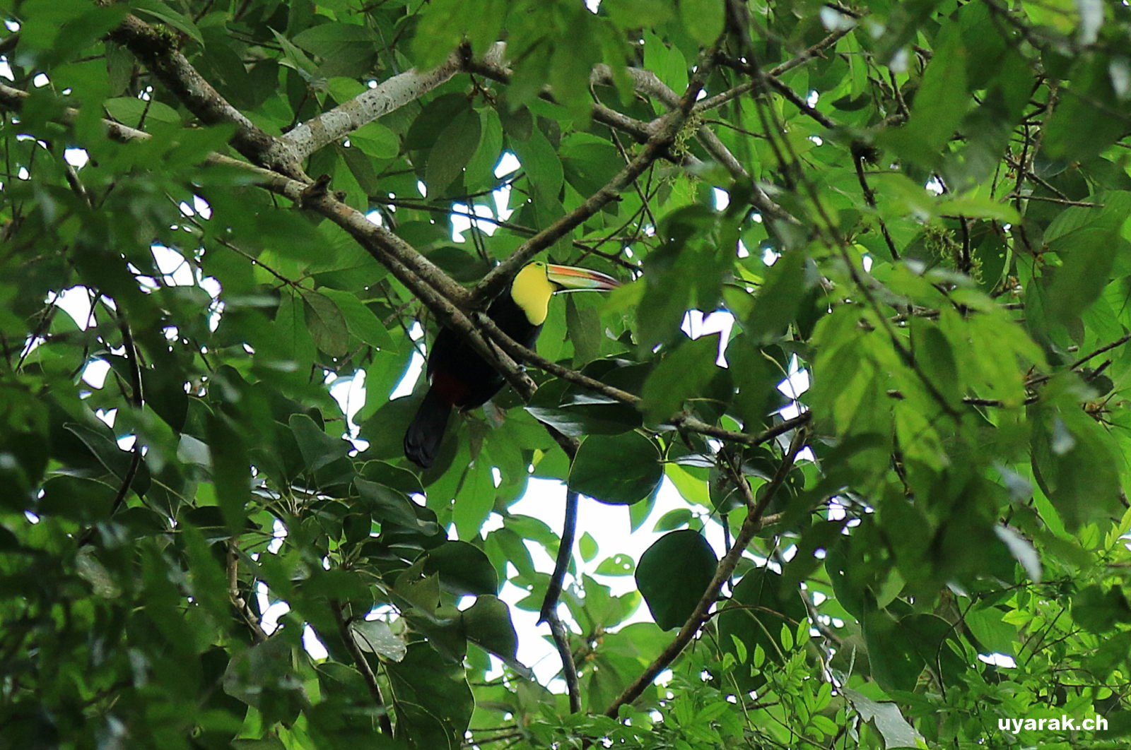 Tukan, Tikal, Guatemala