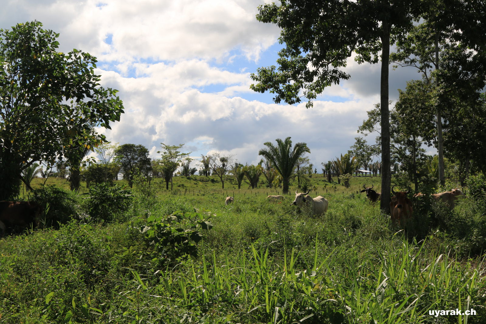 Unterwegs auf der Ruta 5, Guatemala